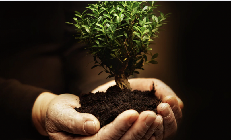 Hands holding soil with a small, leafy green tree or shrub.