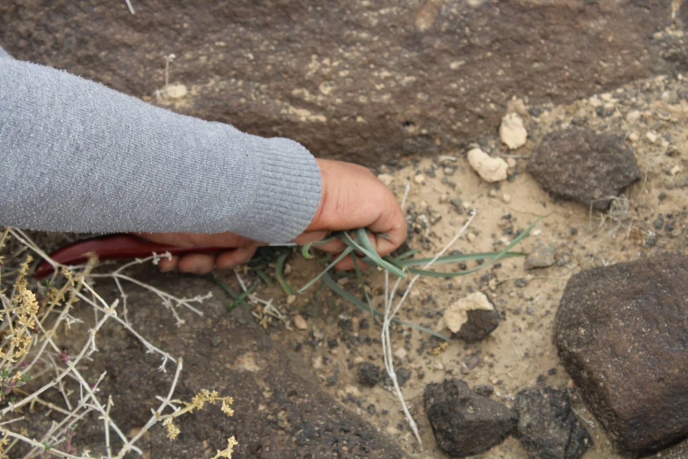 Picking herbs_web.JPG