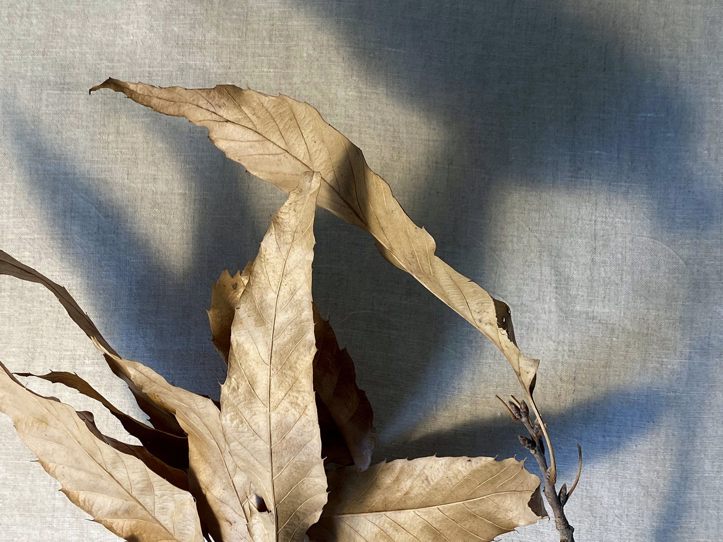 1. Like the imaginary world_leaves close up_300dpi.jpg