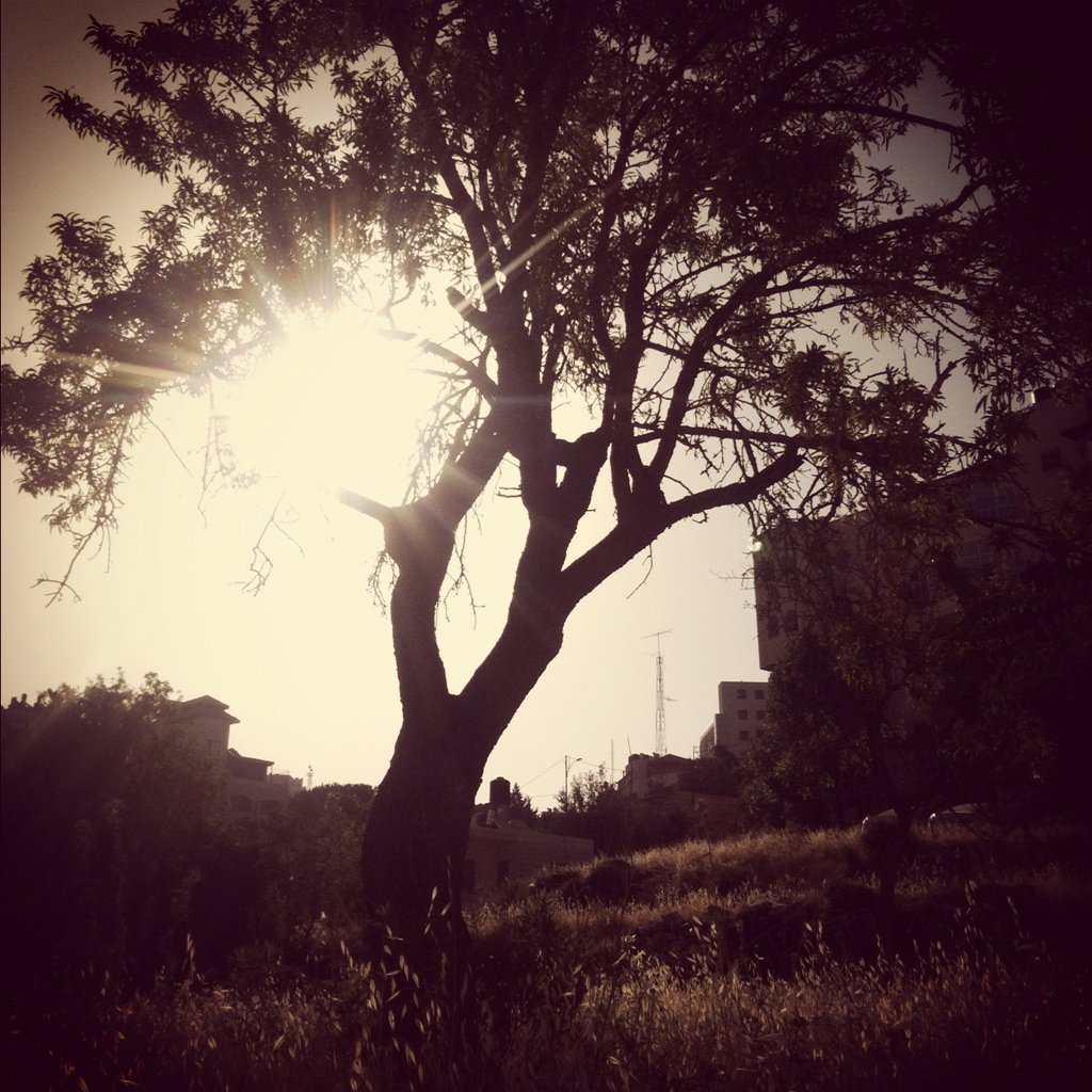 1. Silouhette tree_Ramallah.jpg
