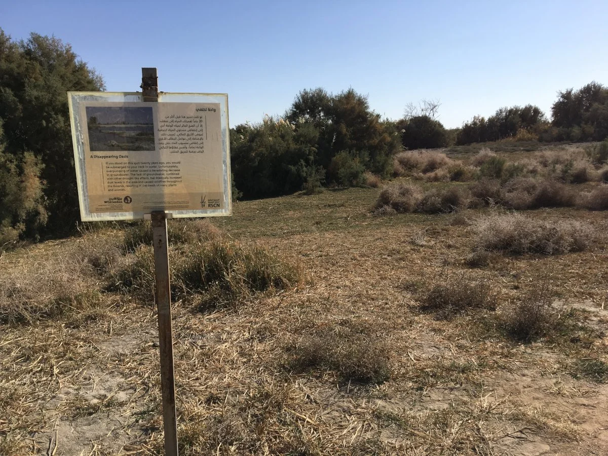 Dry wetland 1_web.JPG
