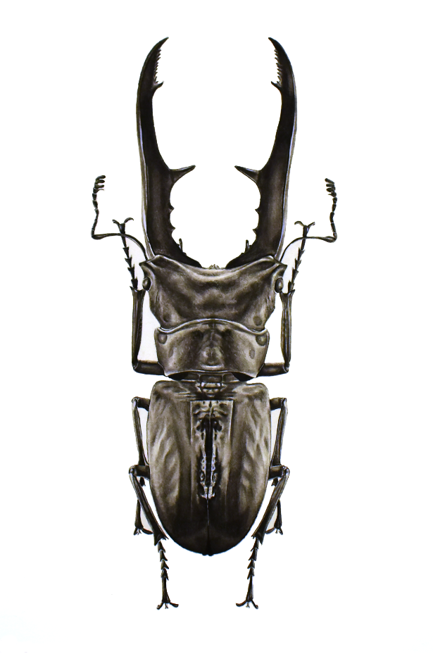Stag Beetle Print