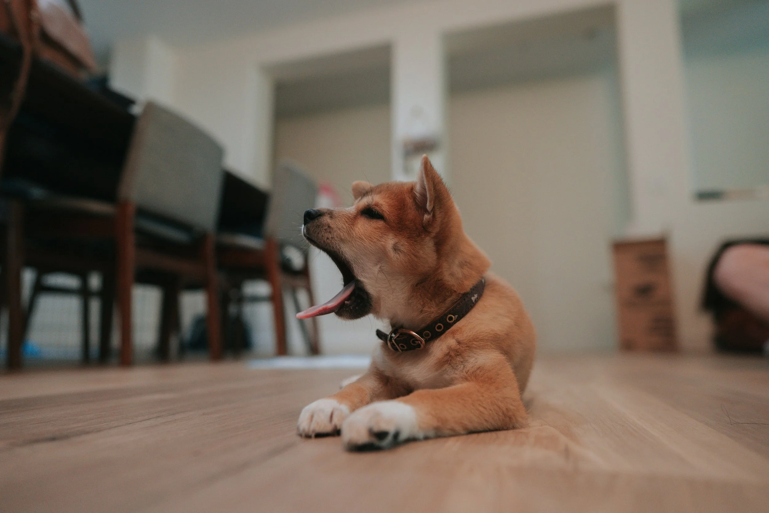 Why I Sometimes Encourage My Clients to Yawn During Therapy
