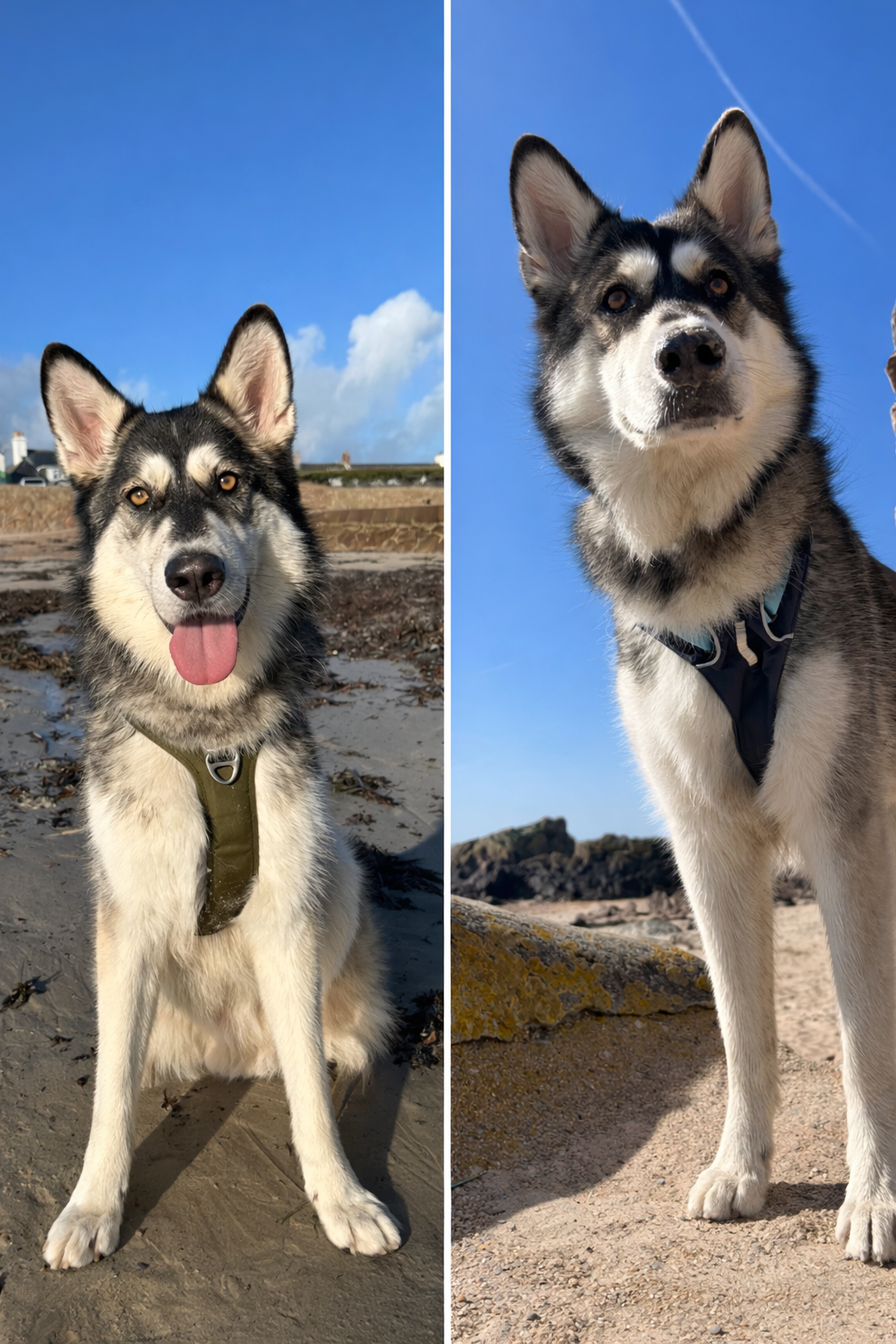 Therapy dog Ember enjoying a peaceful beach moment – part of the pet-friendly, heart-led approach at Soul Healing Counselling in Jersey.

⸻
