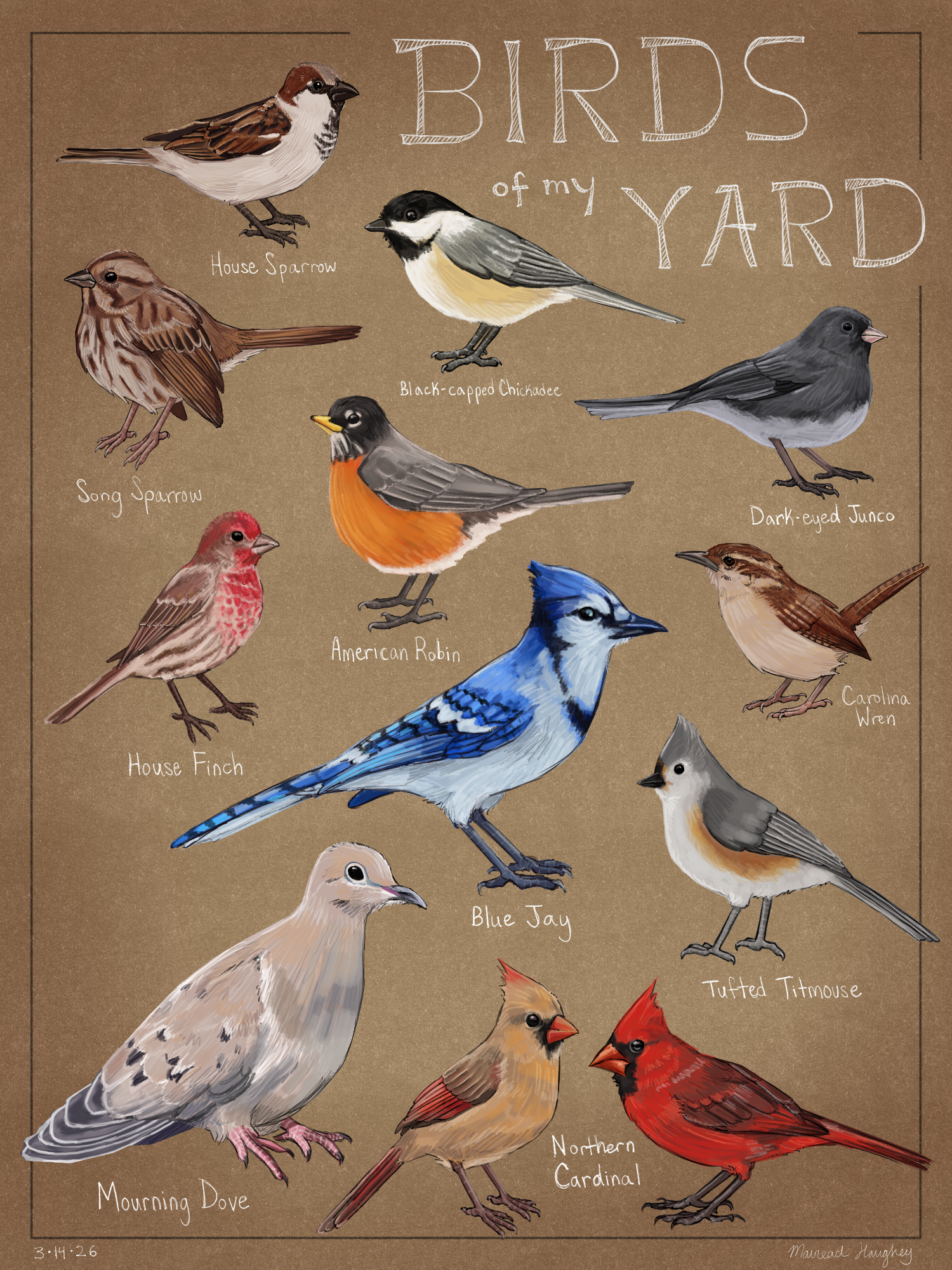 birdsofmyyard.png