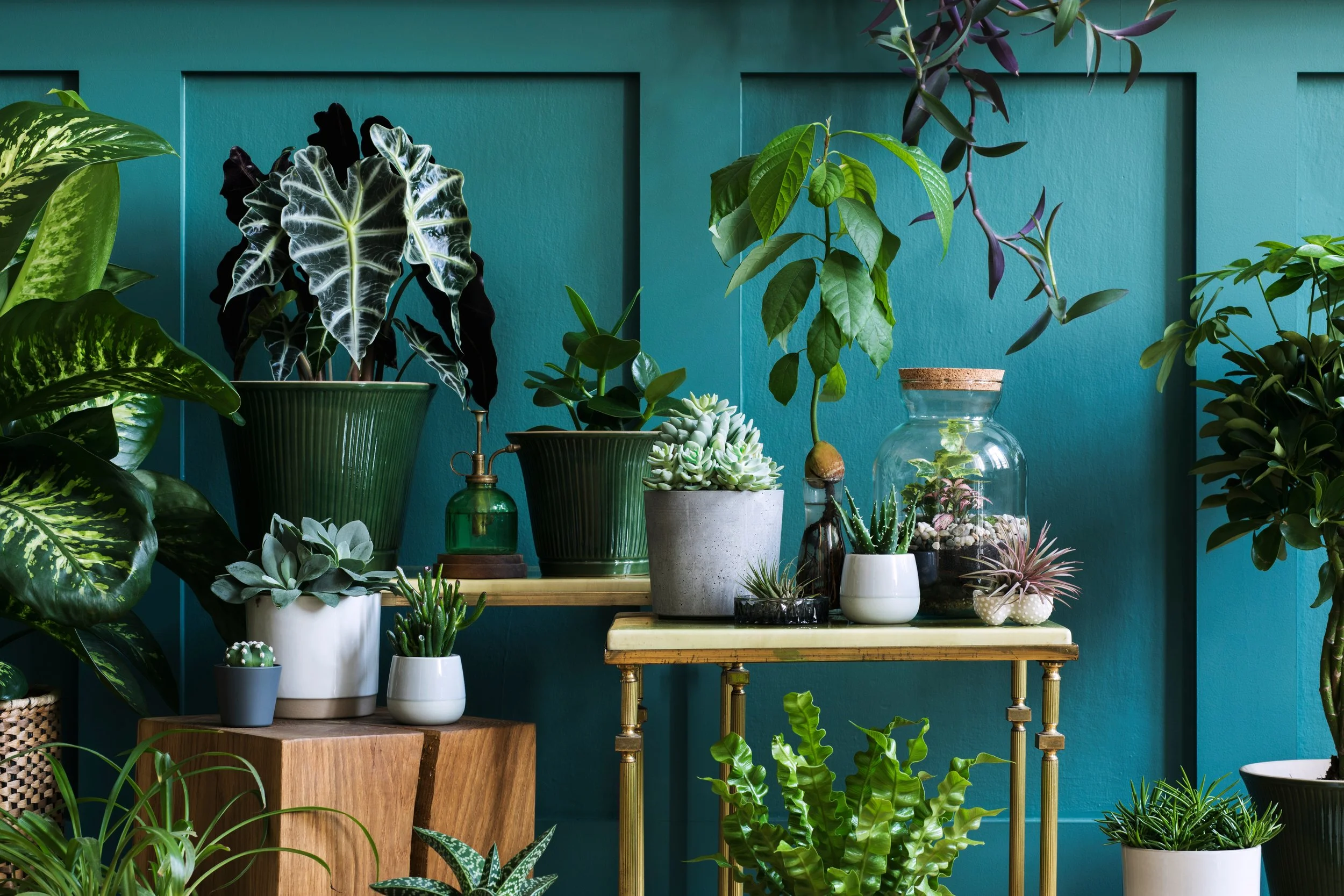 10 Houseplants That Naturally Repel Insects