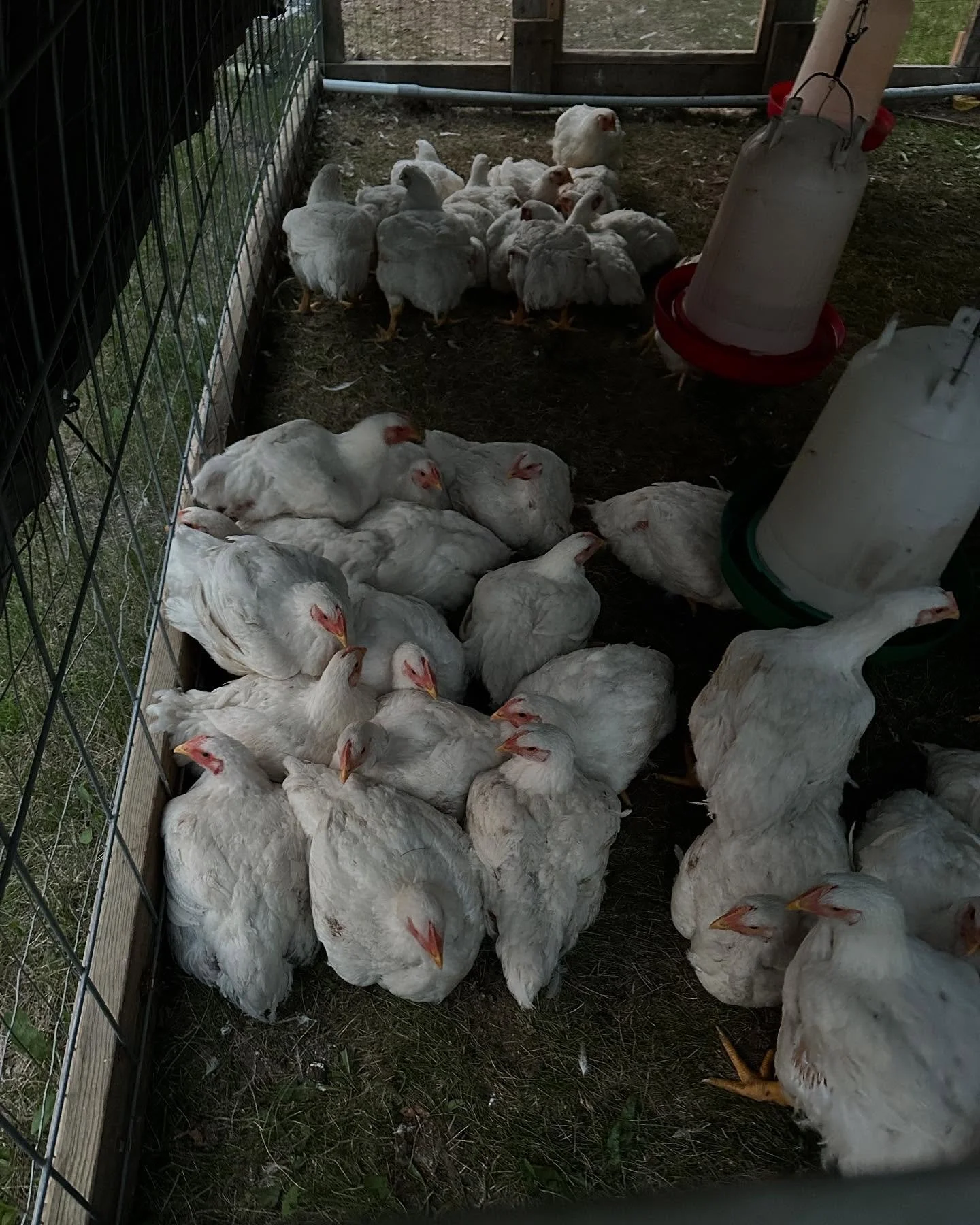 Broilers are just about 8 weeks old now!! Time has certainly flown by!! They re just living their best life soaking up the solfeggio frequencies tonight. 🎼😌🐓