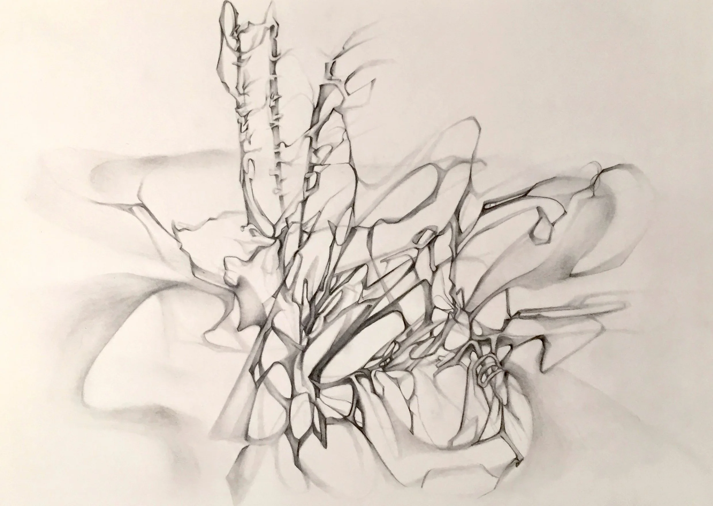 Untitled Graphite II