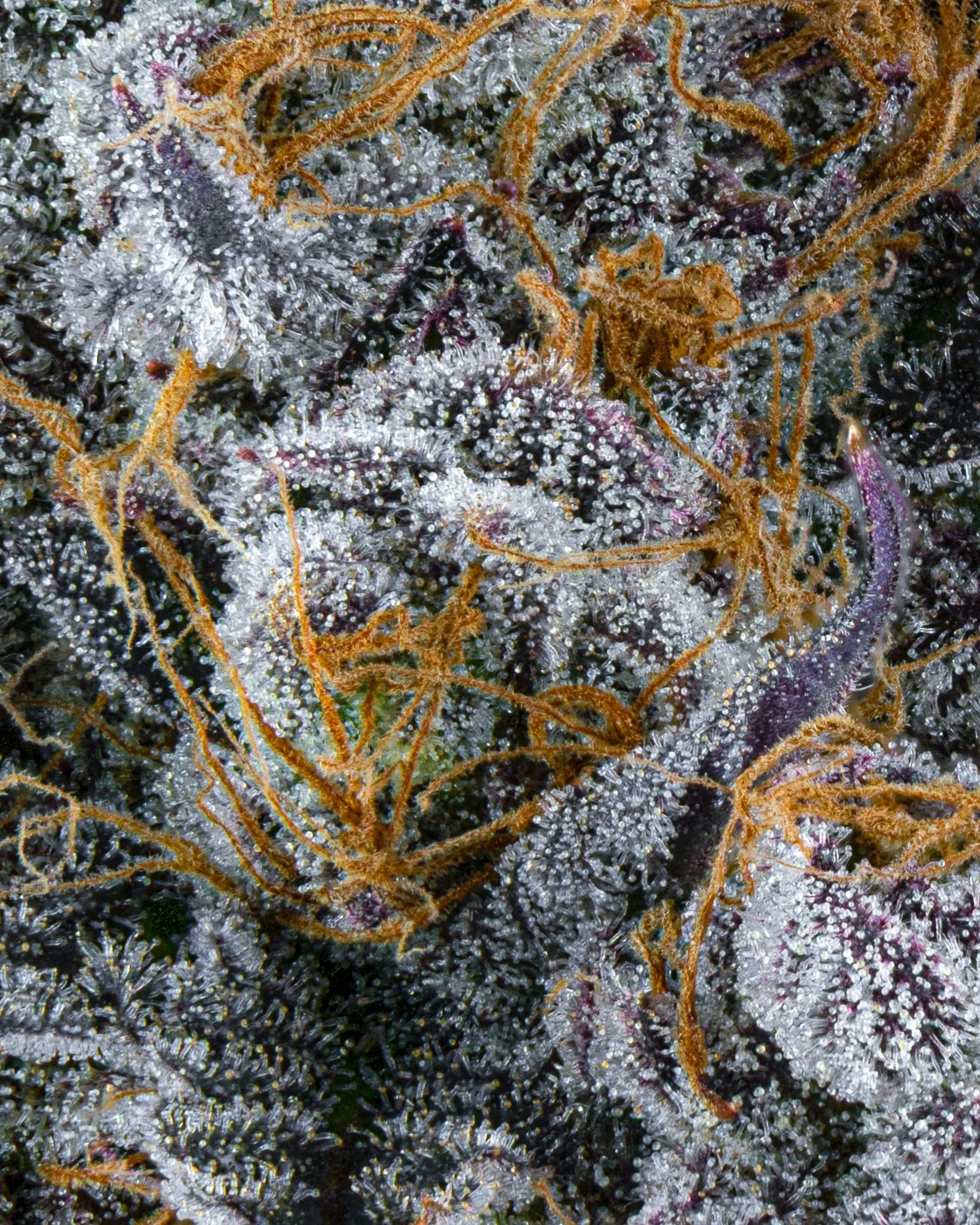 FIRE FRESH B19 HARVEST - WS - WEB-7.jpg
