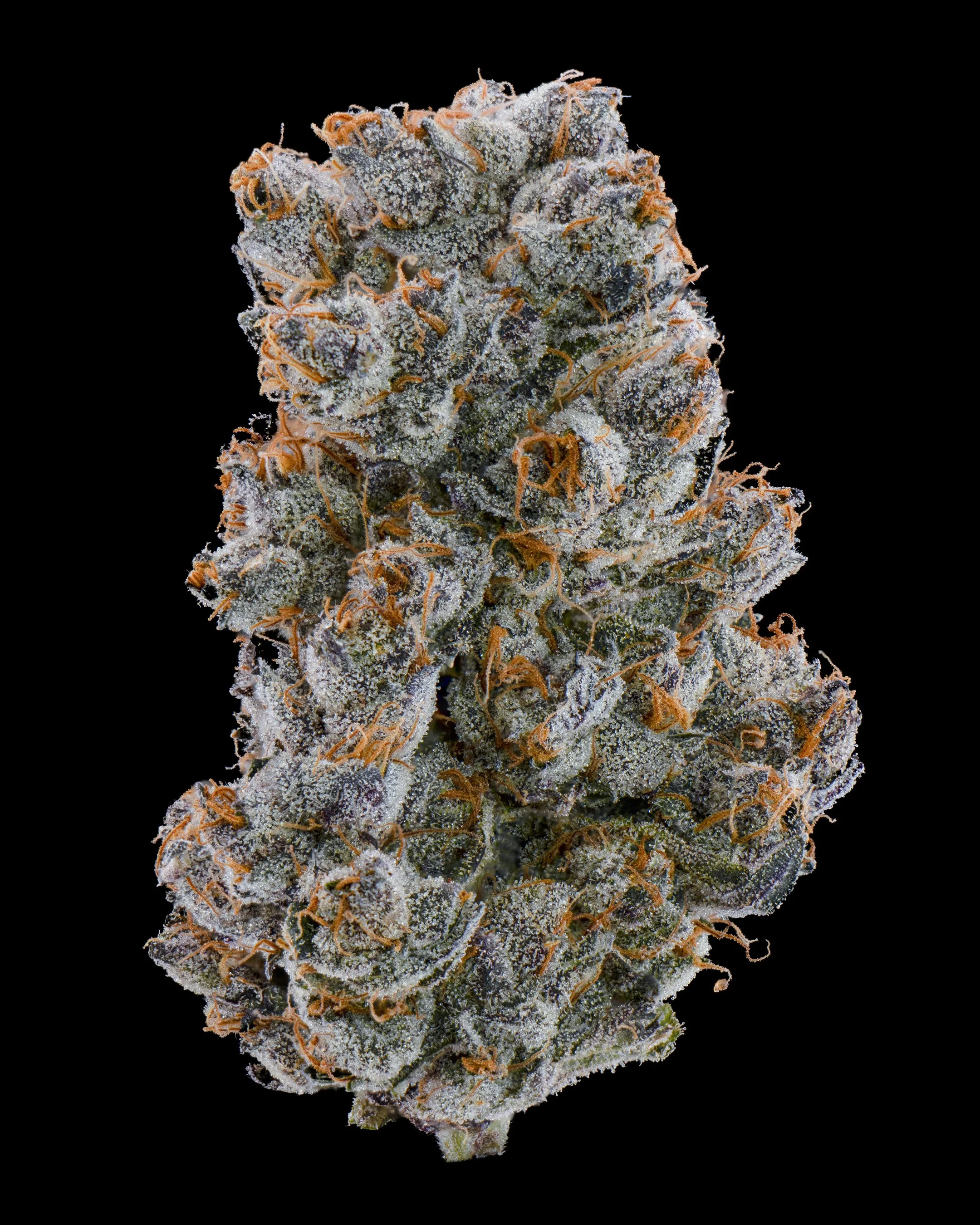 FGS - TROP GUSHERS - SINGLE.jpg