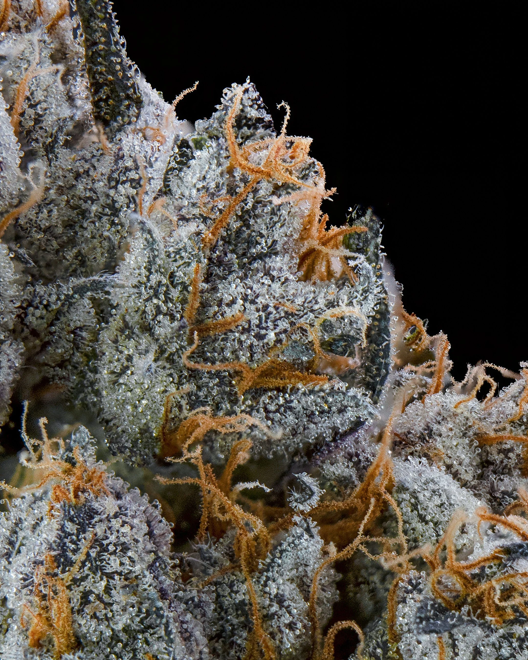 FGS - TROP GUSHERS - MACRO-2.jpg