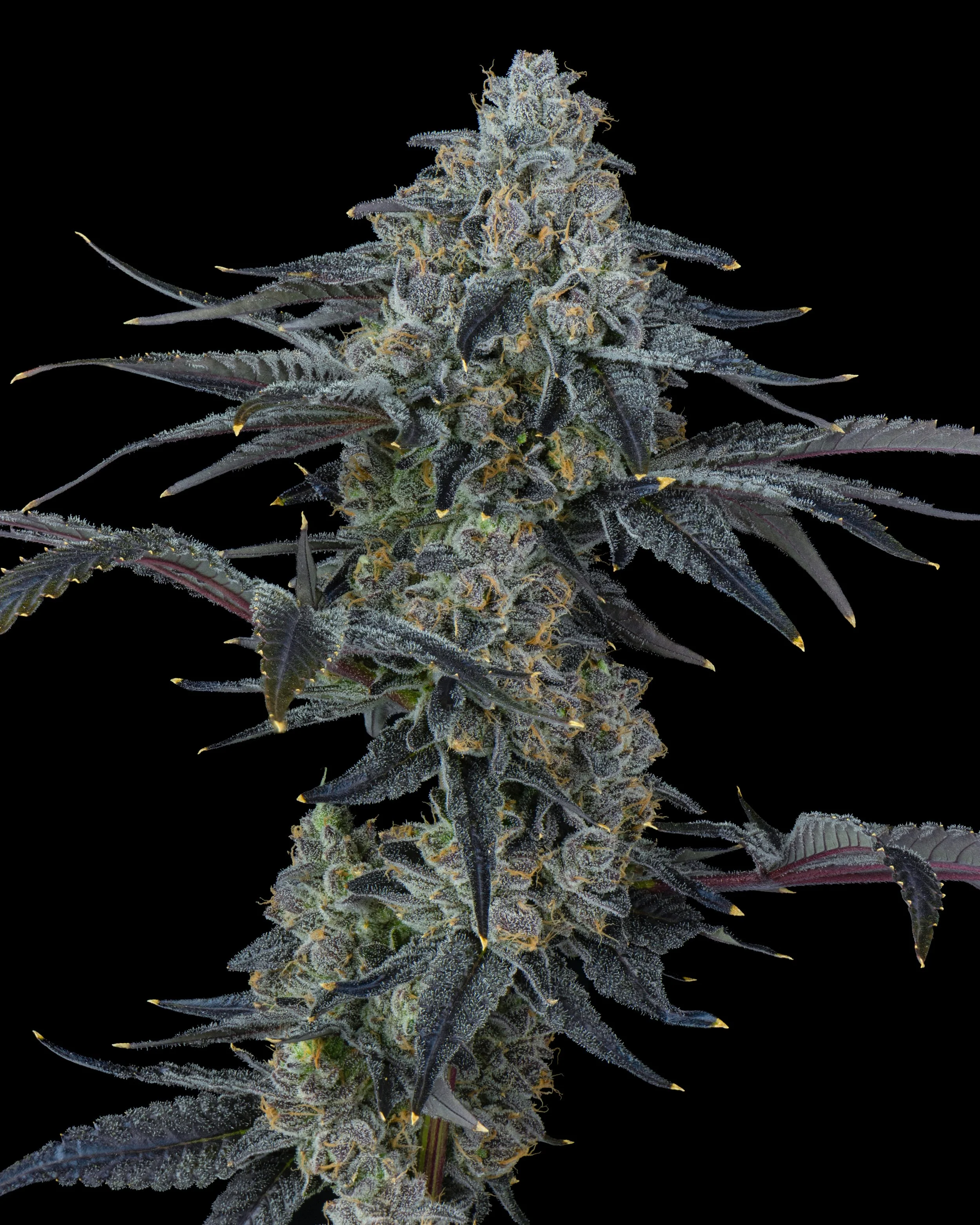 TRAK - EXILE CANNABIS - HARVEST - 10.jpg