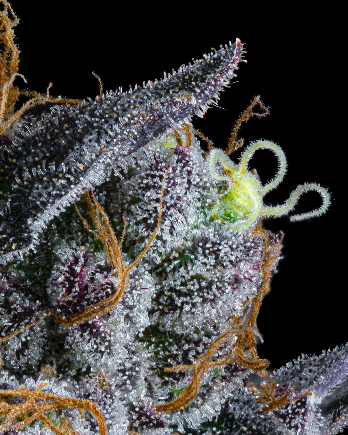 FIRE FRESH B19 HARVEST - WS - WEB-6.jpg