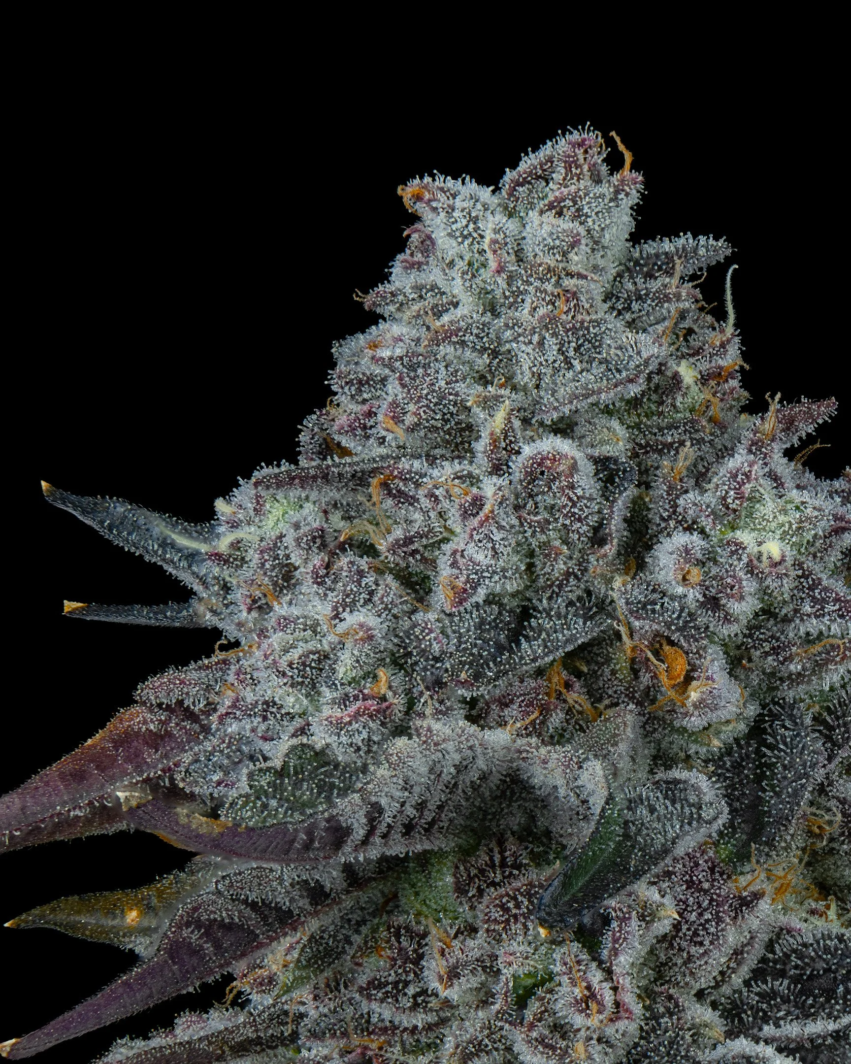 POJ - EXILE CANNABIS - HARVEST - 6.jpg