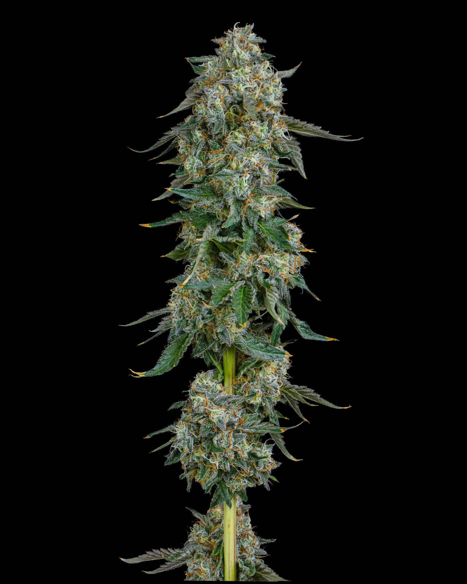 GARLIC C - RIVERISDE VIBES - HARVEST SHOOT 1-3.jpg