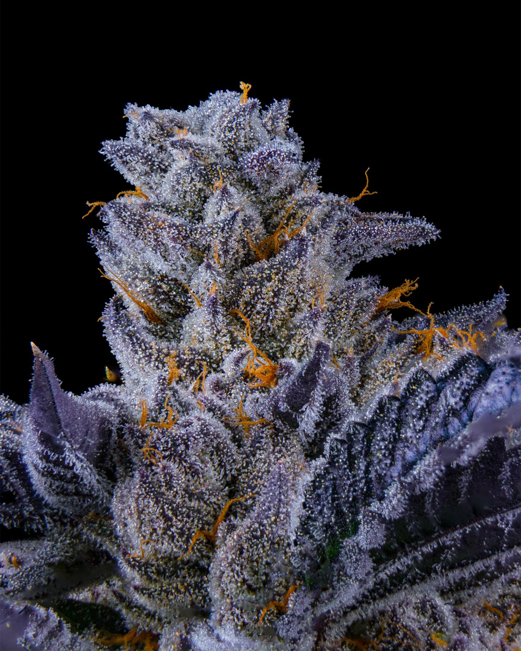 CRUNCH BERRIES EDIT UPDATE - EXILE CANNABIS SHOOT 1-2.jpg