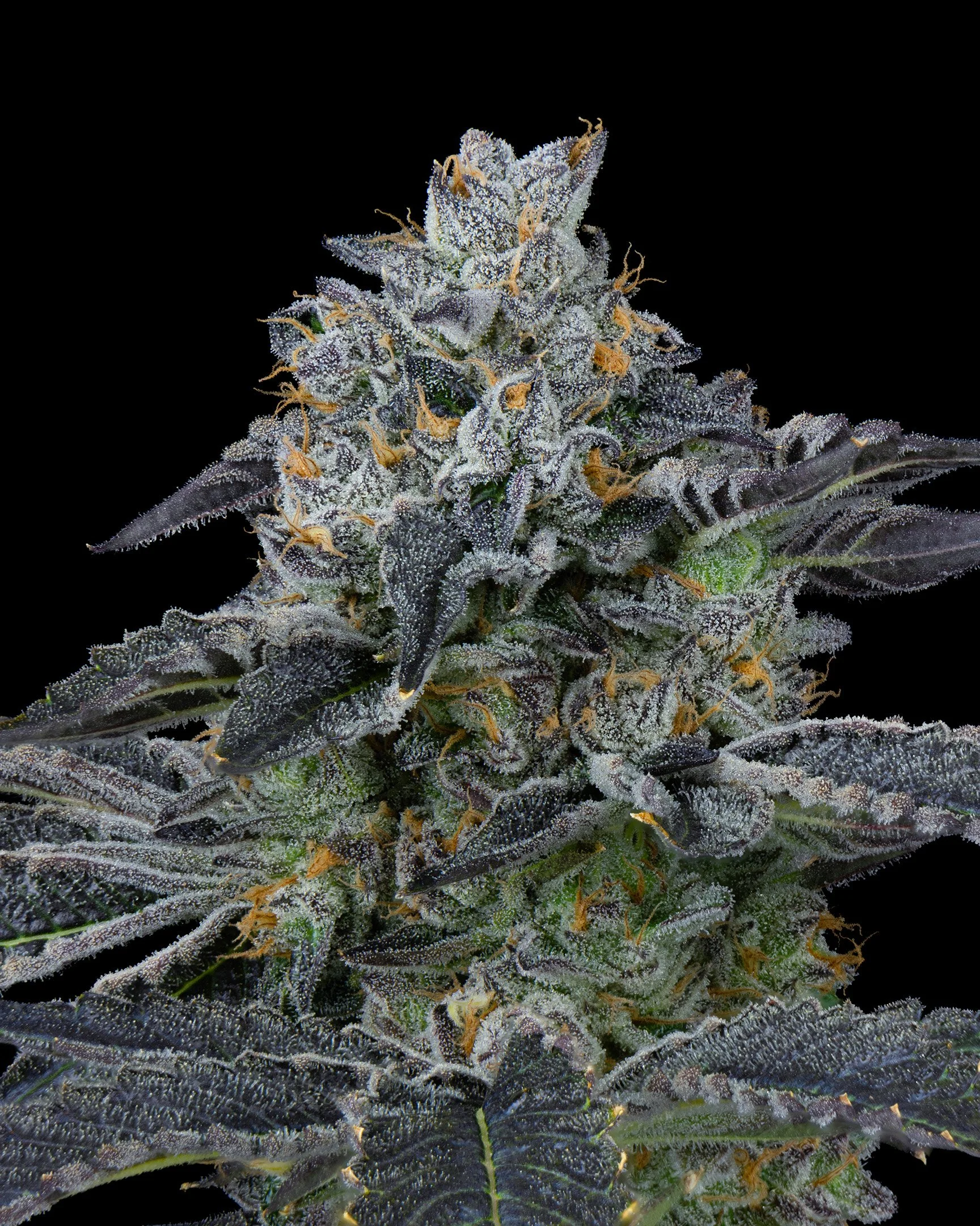 BAGEL - EXILE CANNABIS - HARVEST - 6.jpg