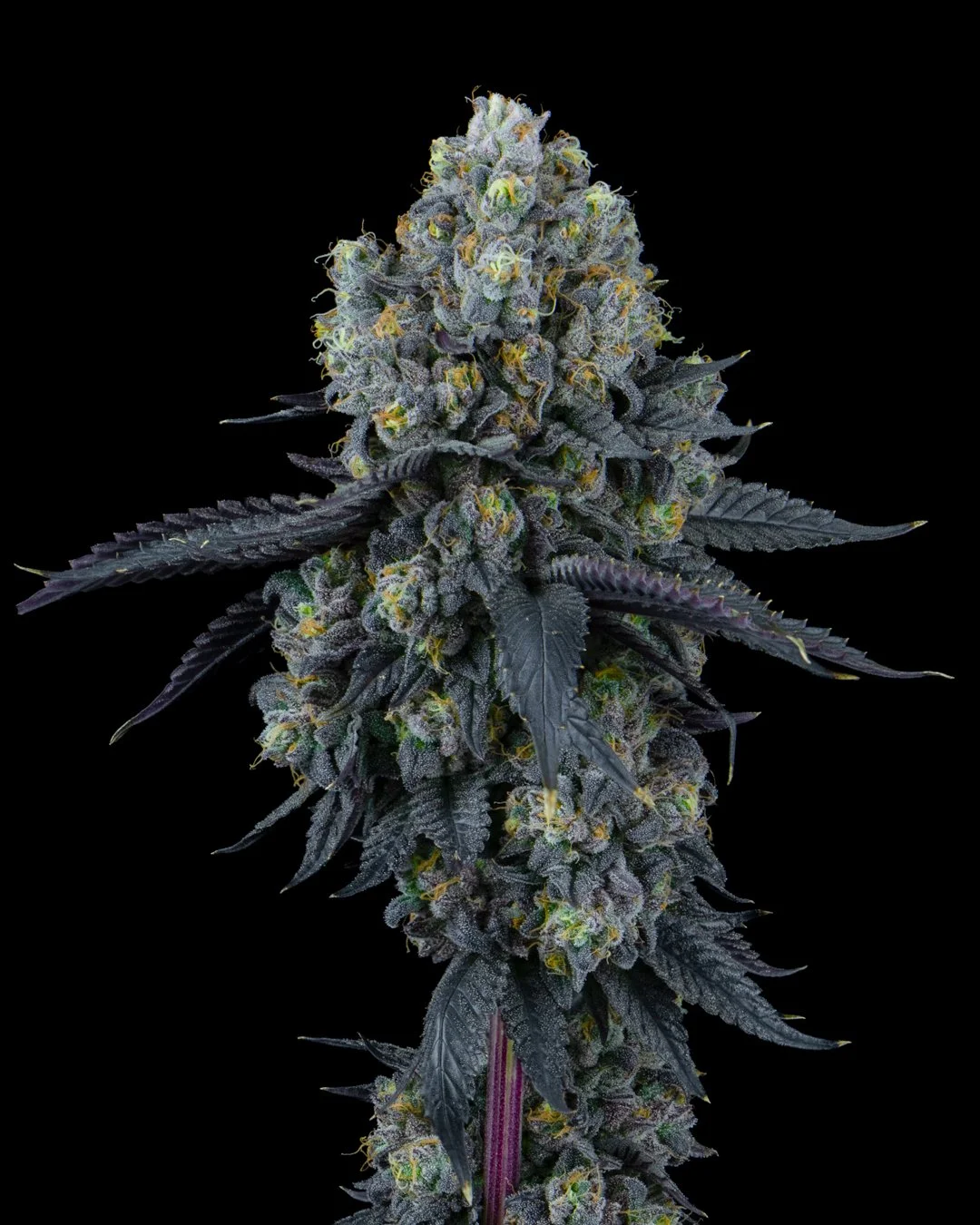 mochi gelato harvest-5.jpg