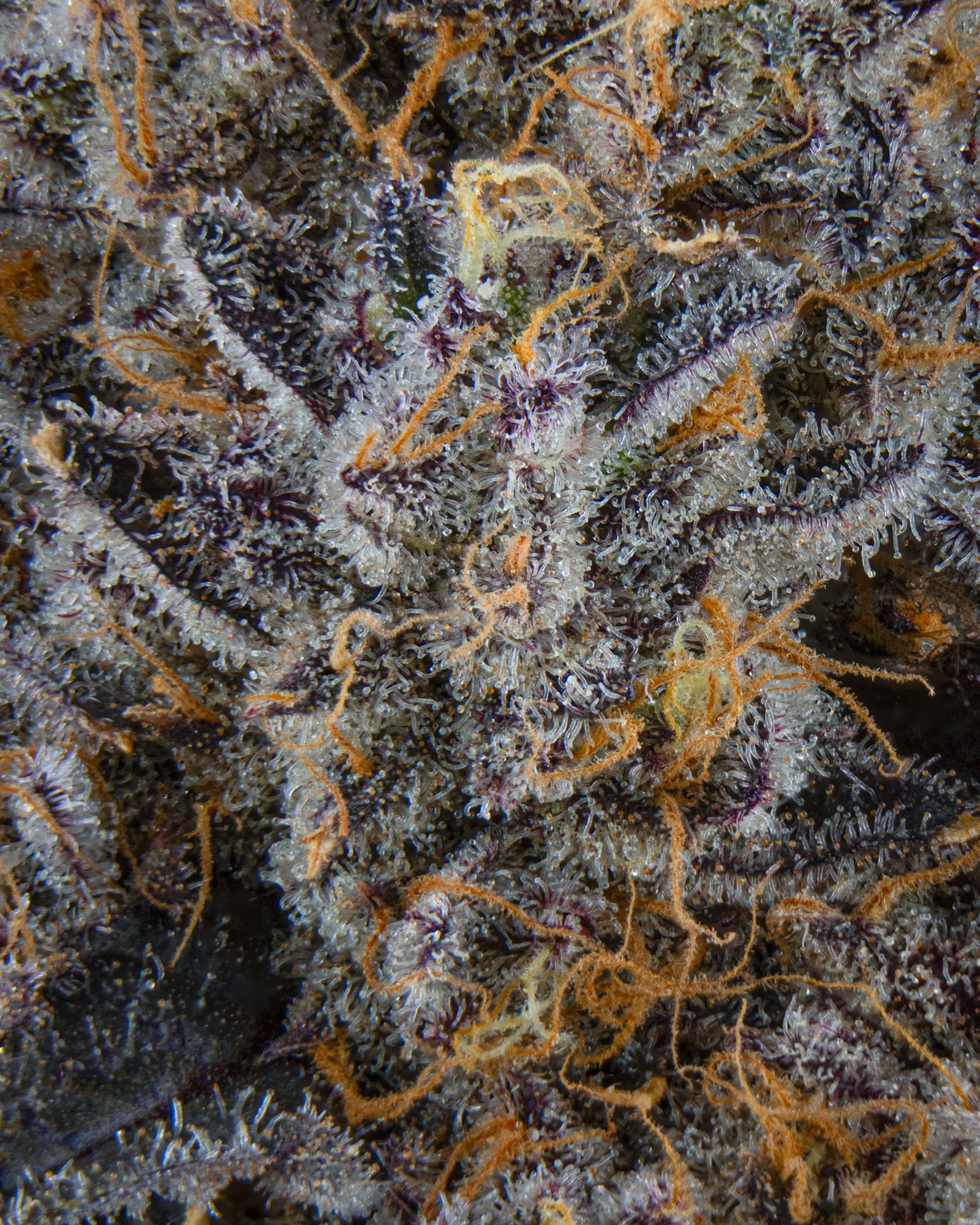 RIVERSIDE VIBES - HARVEST 2 - BOOV-7.jpg