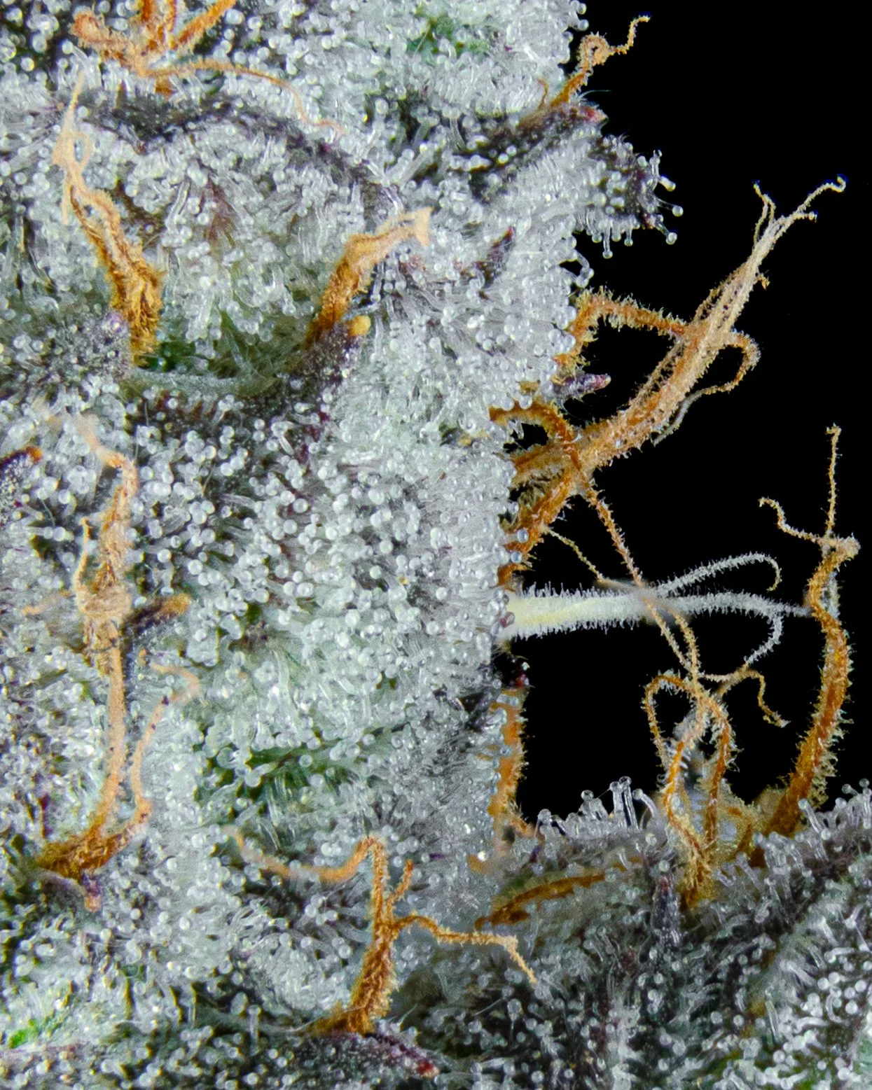 FIRE FRESH B19 HARVEST - BL1 - WEB-2.jpg