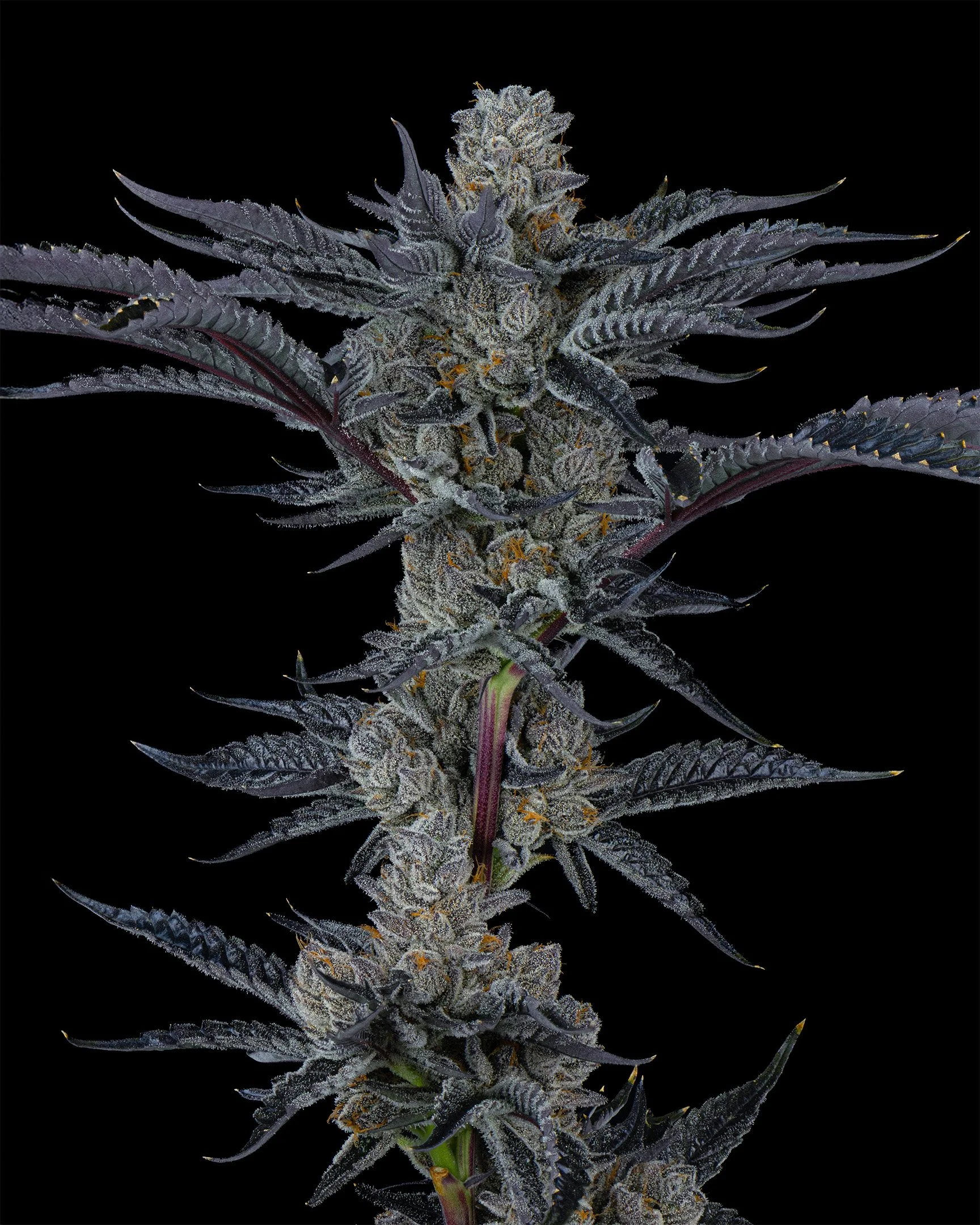 CRUNCH - EXILE CANNABIS - HARVEST - 5.jpg