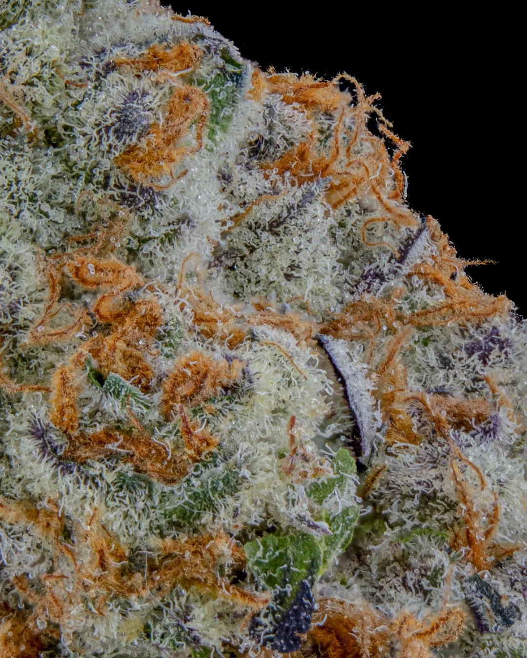 ASTRONAUT STATUS - FUNKS SHOOT 1  - CURED MENU-4.jpg