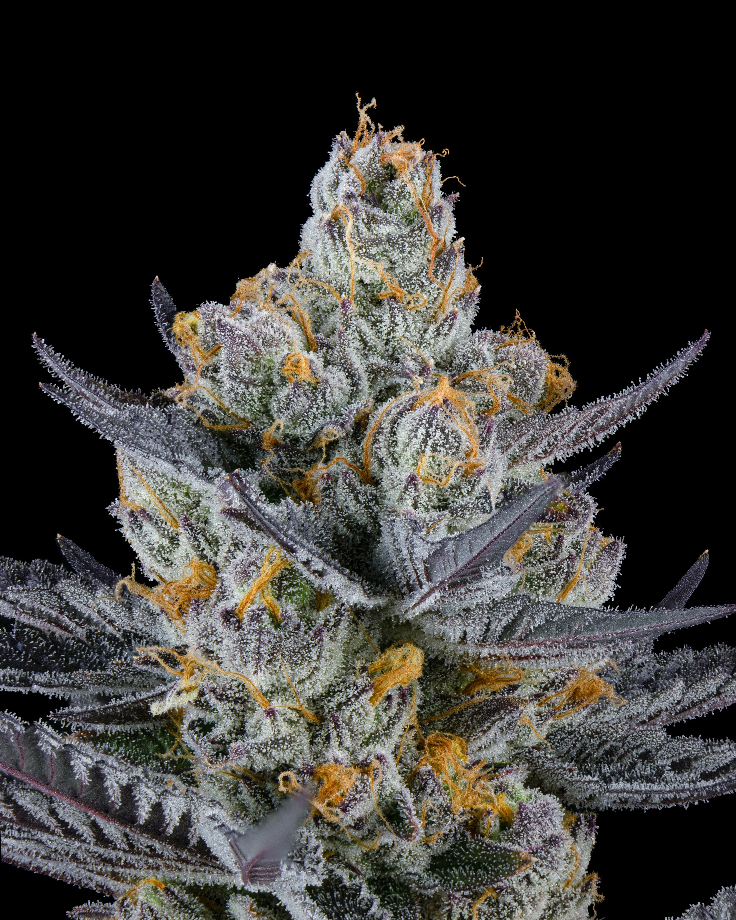 FIRE FRESH B19 HARVEST - TR-4.jpg
