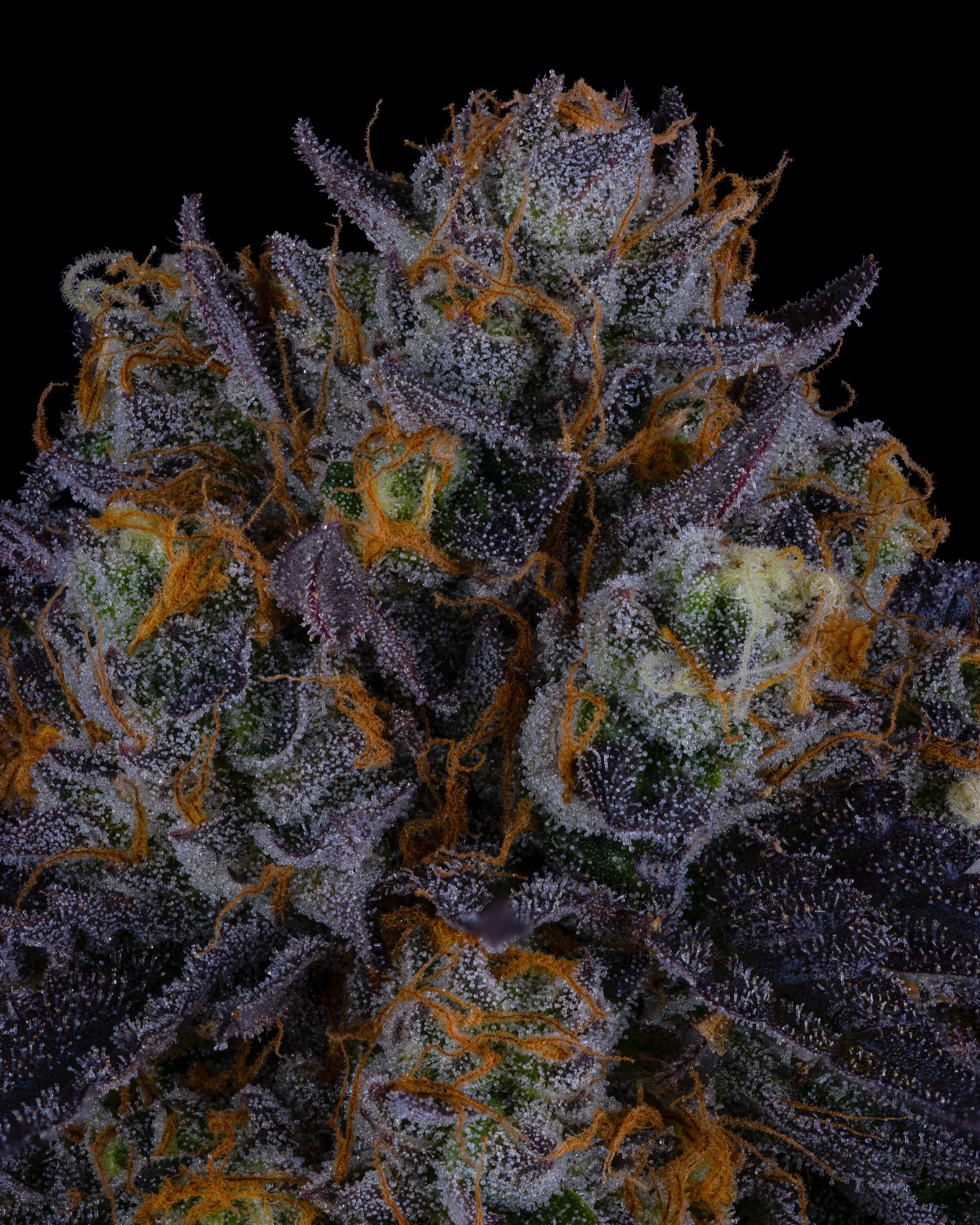 SOCIAL - FFF - B2 - 26 - FL-5.jpg