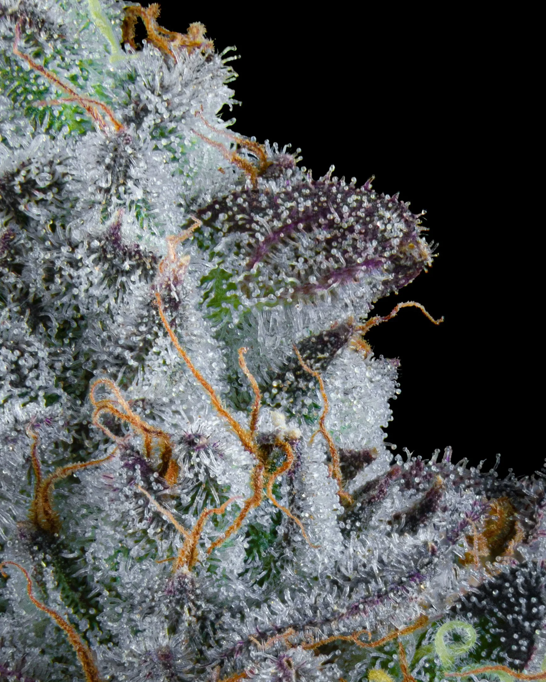 FIRE FRESH B19 HARVEST - FTK - WEB-7.jpg