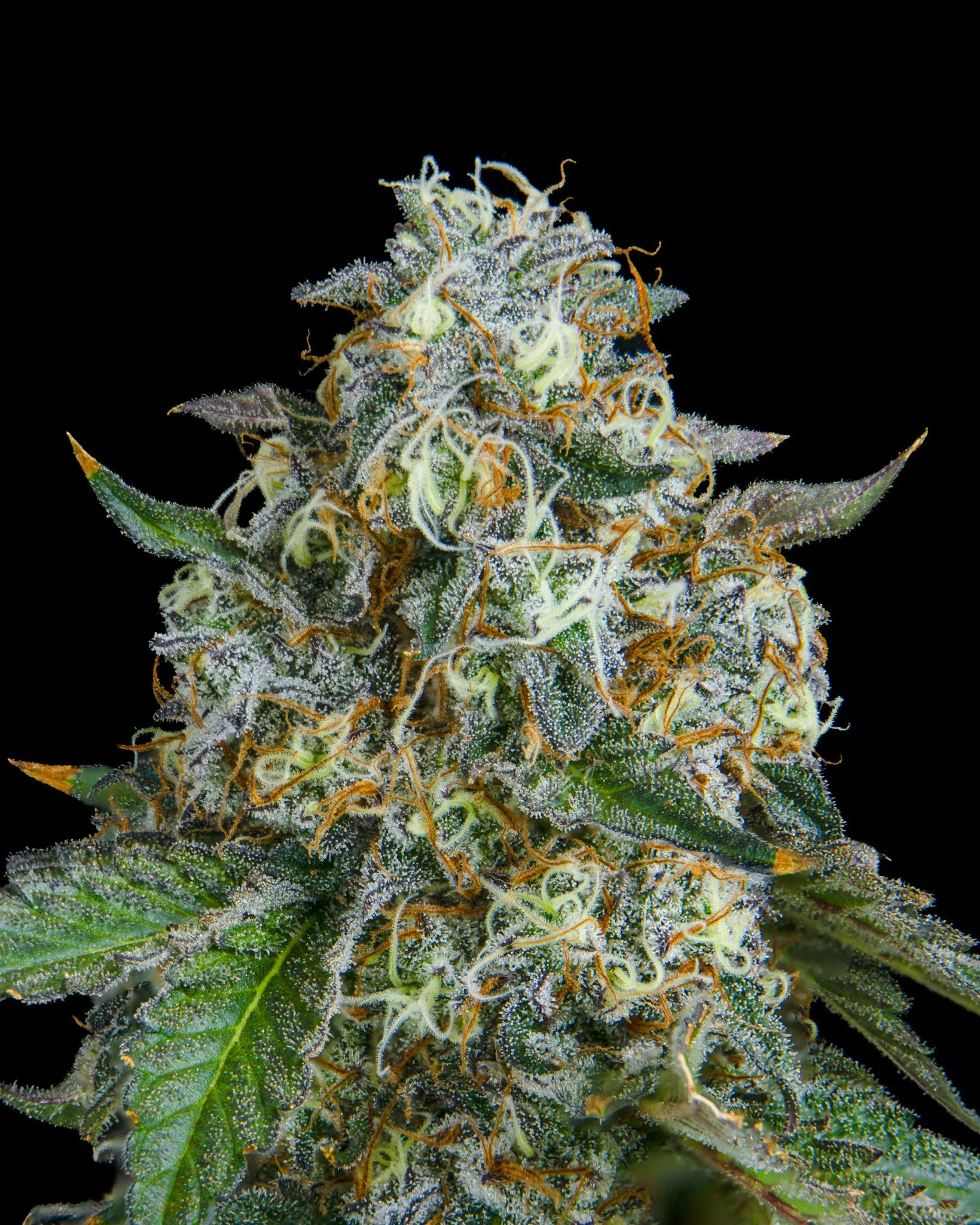 GARLIC C - RIVERISDE VIBES - HARVEST SHOOT 1-9.jpg