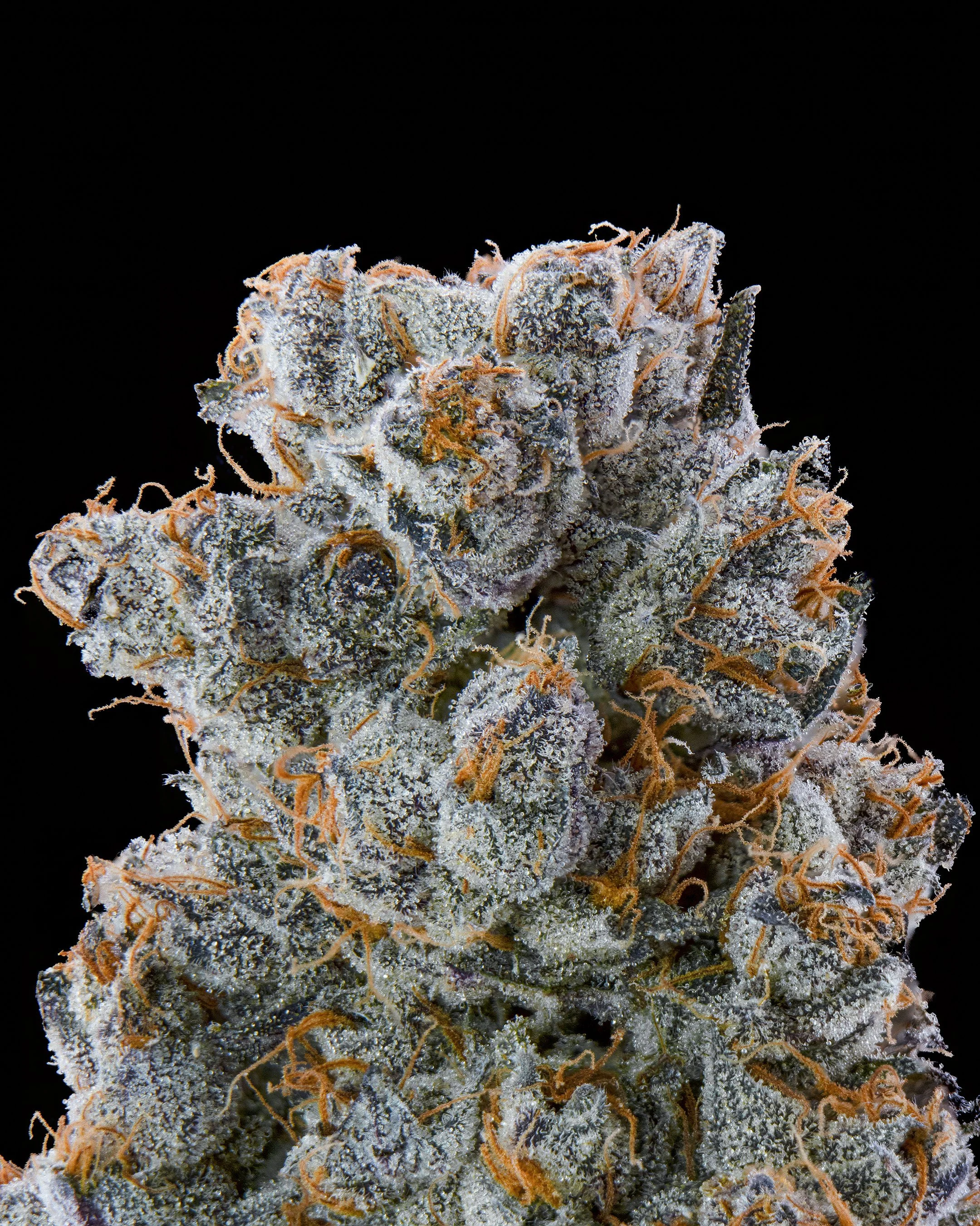 FGS - TROP GUSHERS - MACRO.jpg