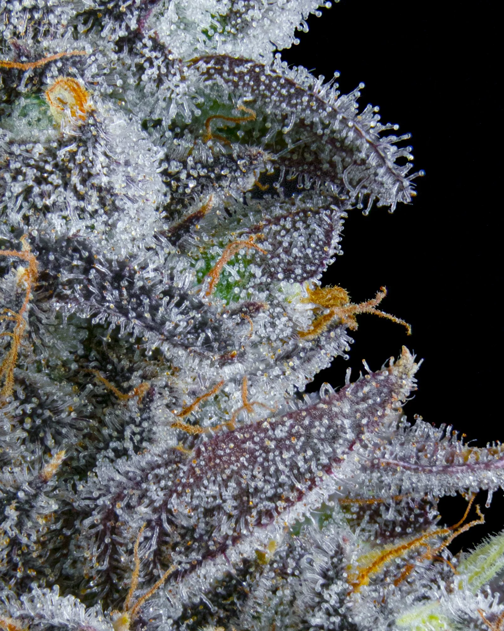 FIRE FRESH B19 HARVEST - FB - WEB-4.jpg