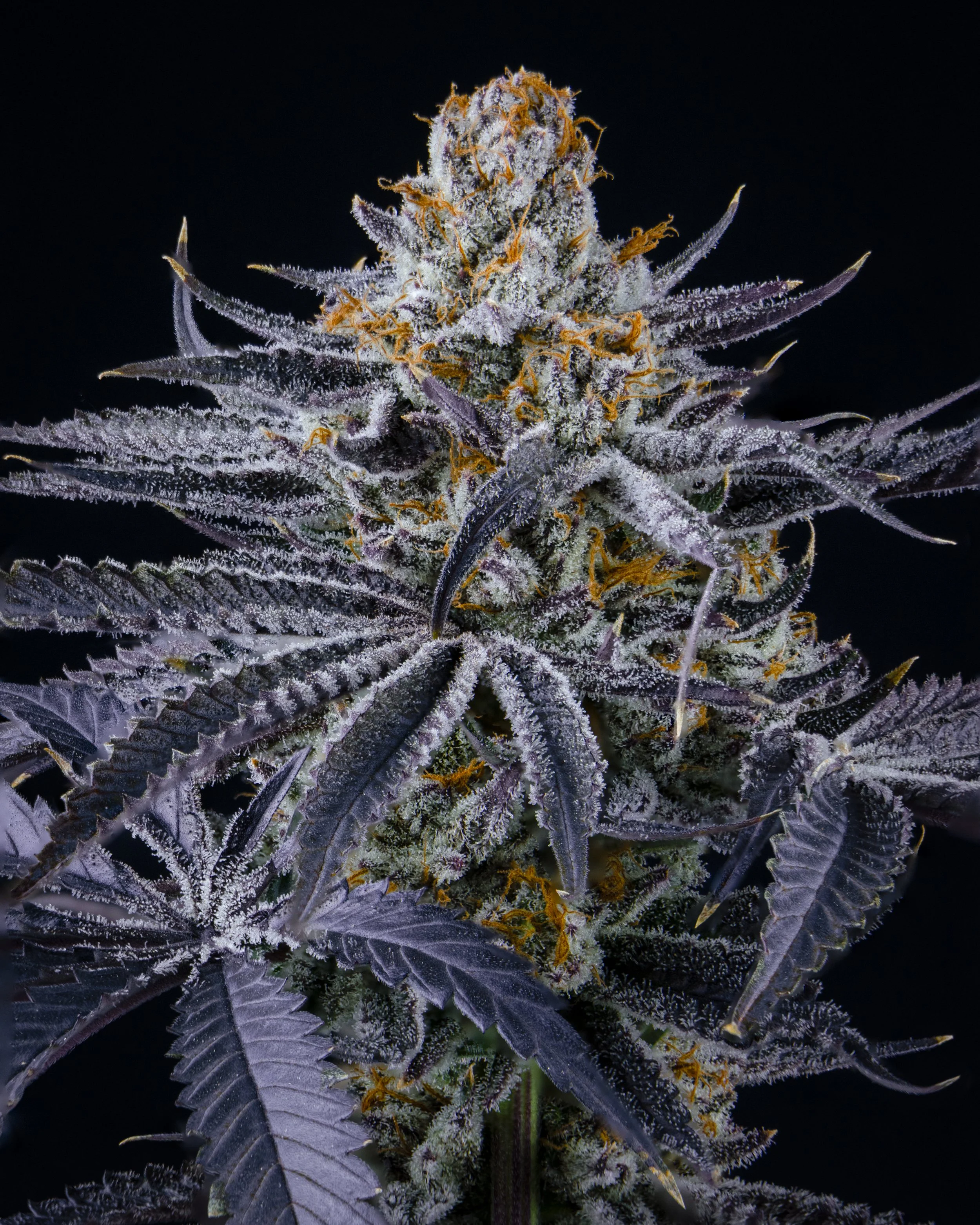 YOGABITCH b17 harvest-2.jpg