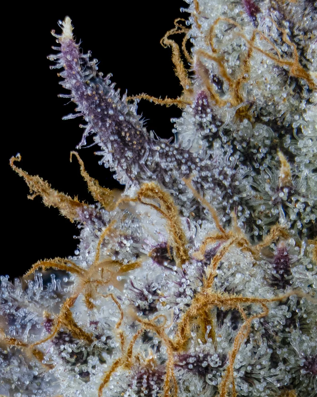 yoga bitch b17 harvest-10.jpg