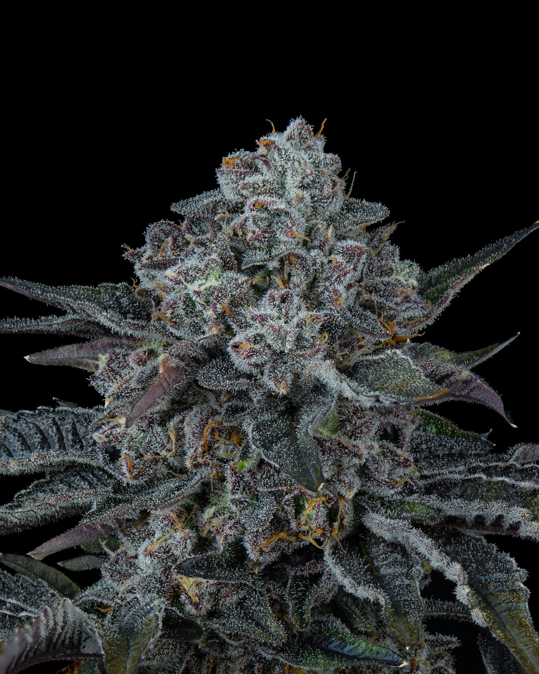 POJ - EXILE CANNABIS - HARVEST - 5.jpg