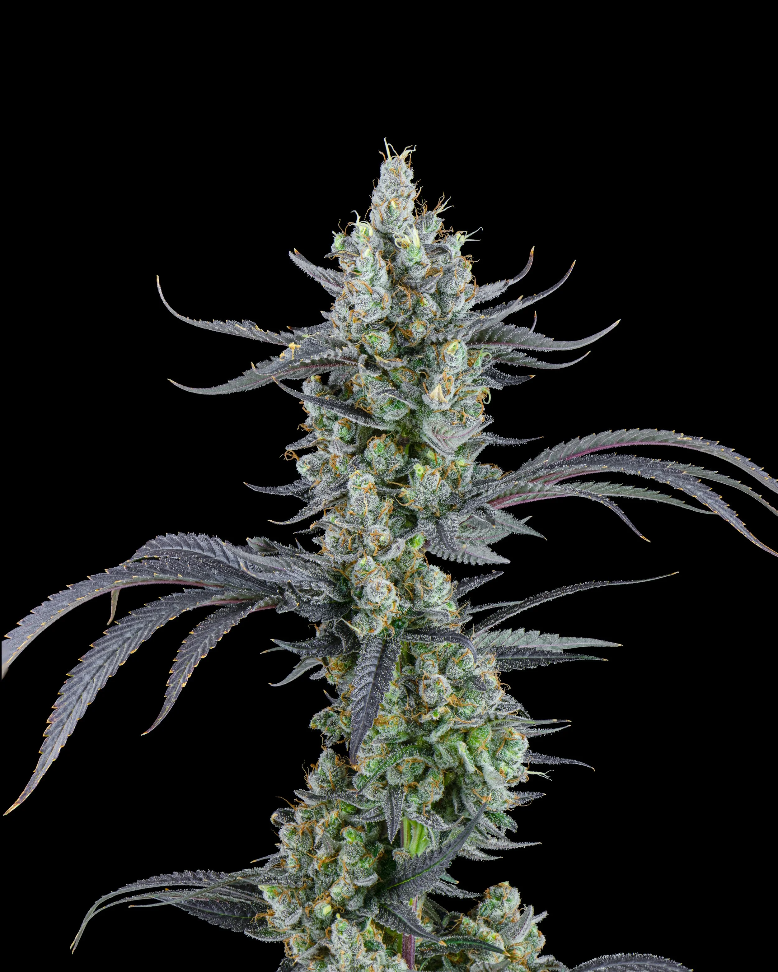 FIRE FRESH B19 HARVEST - BL1-2.jpg