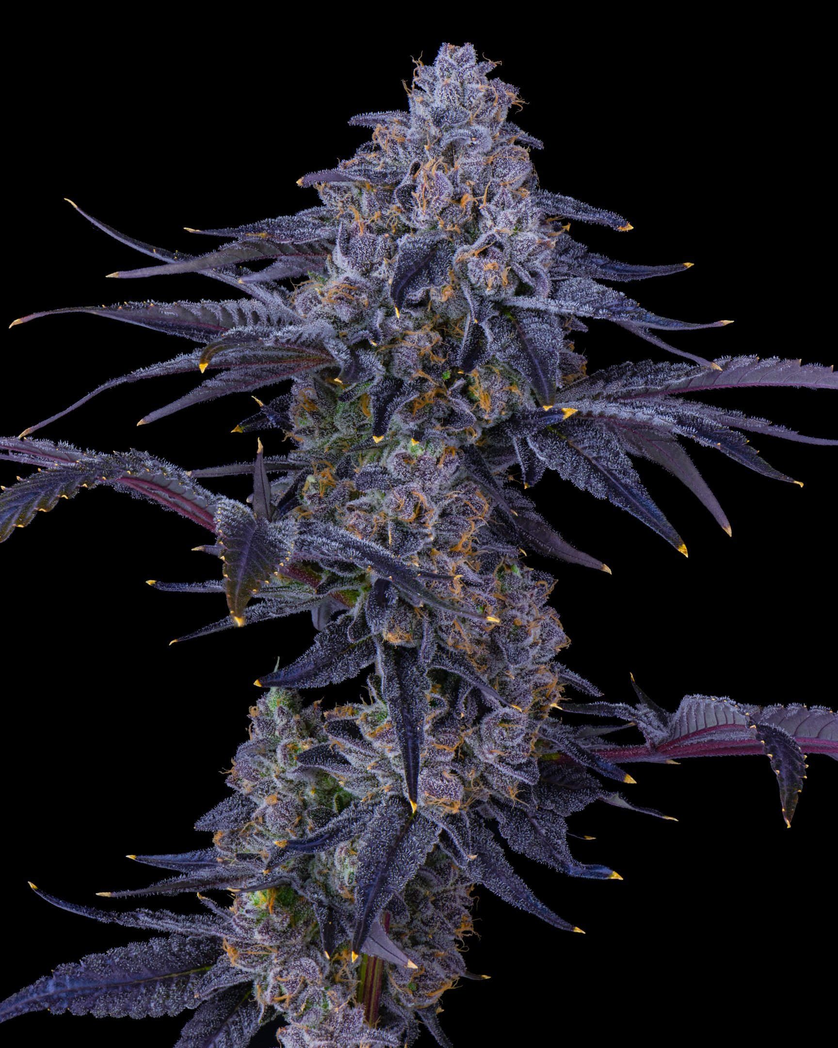 TRACK HAWK EDIT UPDATE - EXILE CANNABIS SHOOT 1-10.jpg
