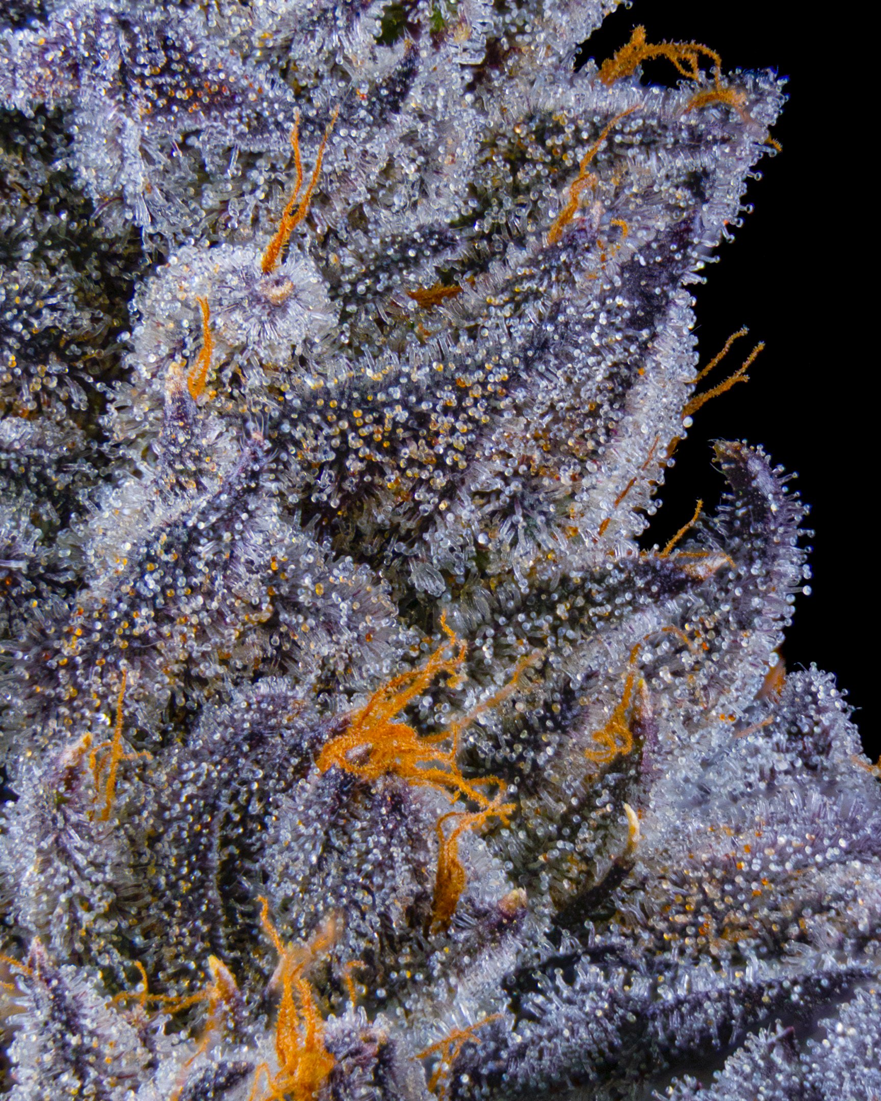 CRUNCH BERRIES EDIT UPDATE - EXILE CANNABIS SHOOT 1-8.jpg