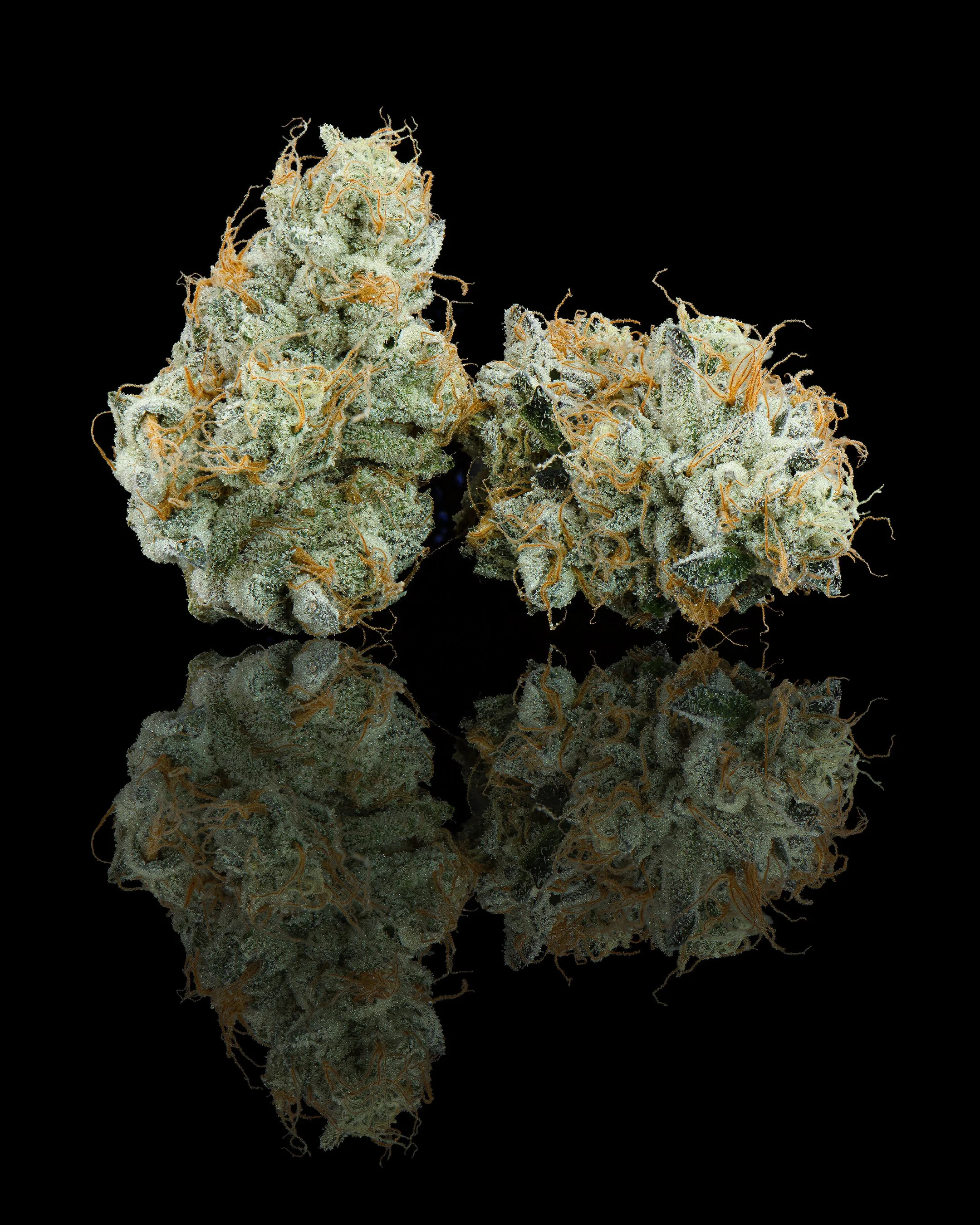 FGS - BUTTERCREAM - PAIRED.jpg