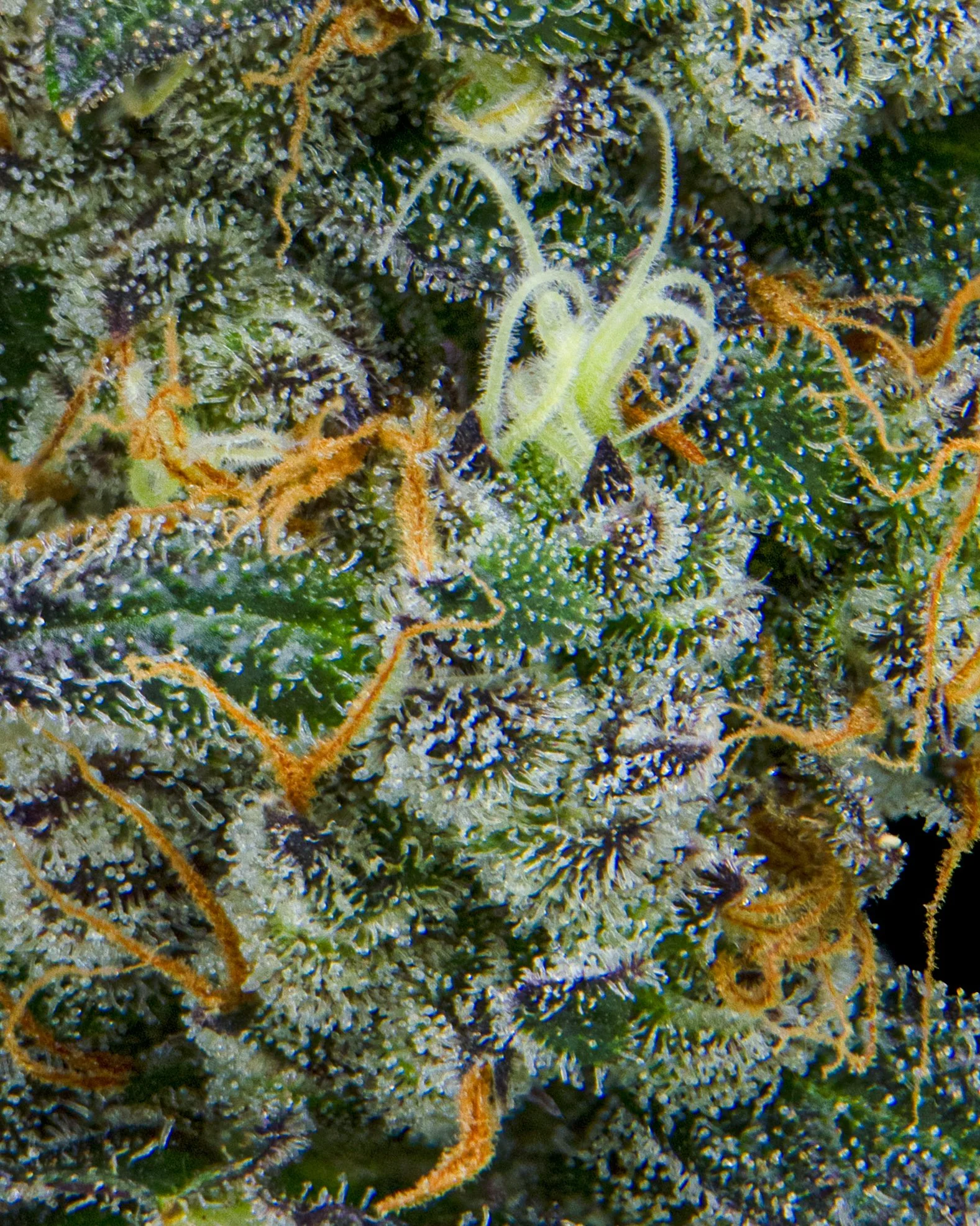 BLUEBERRY SCHNOP - RIVERISDE VIBES - HARVEST SHOOT 1-13.jpg