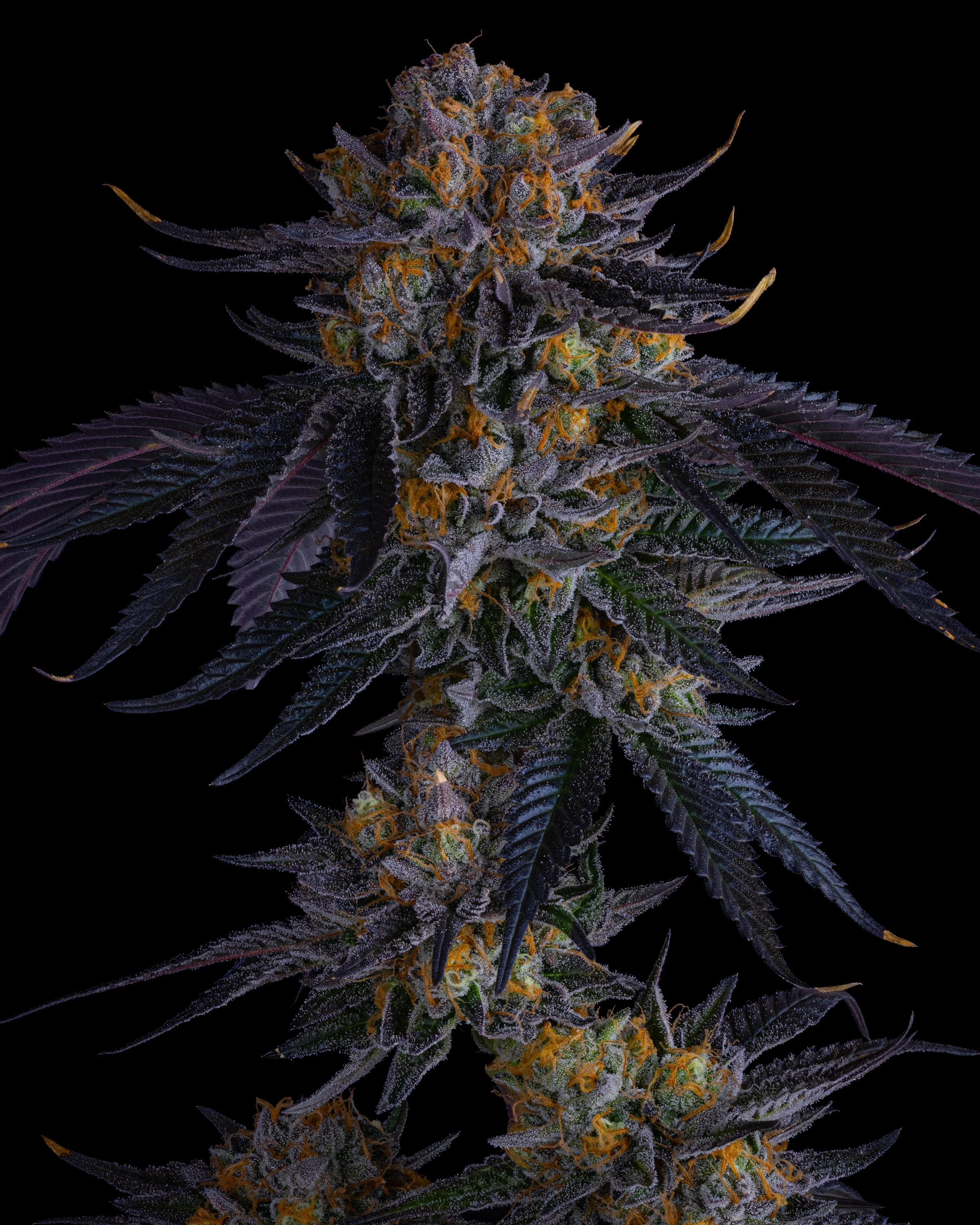 SOCIAL - FFF - B2 - 26 - FL-3.jpg