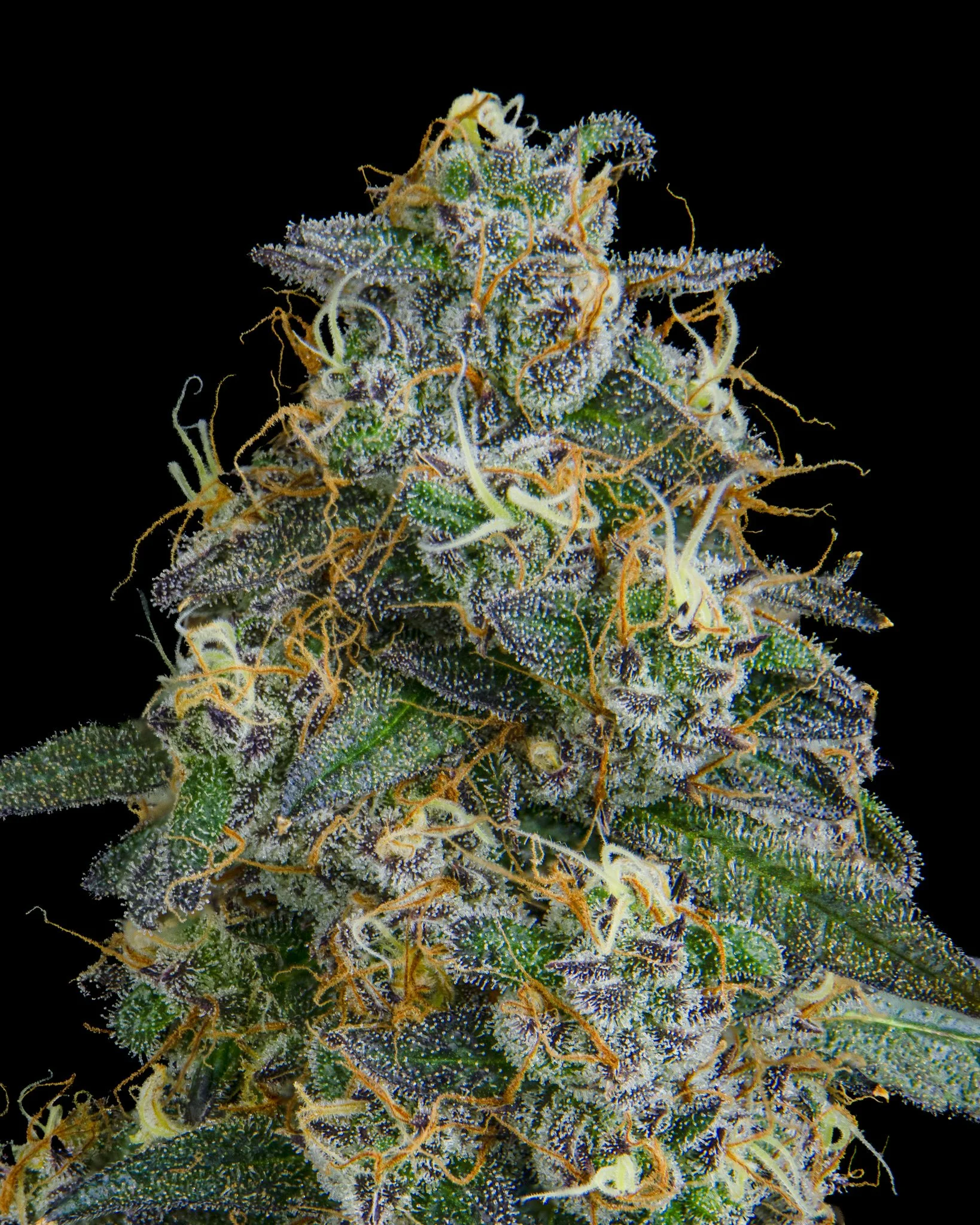 BLUEBERRY SCHNOP - RIVERISDE VIBES - HARVEST SHOOT 1-11.jpg