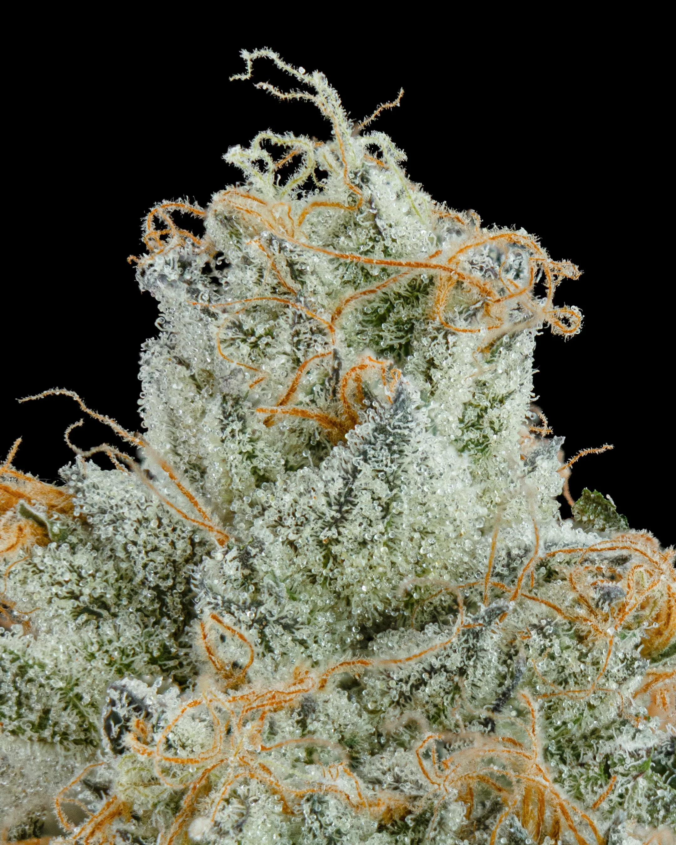 FGS - BUTTERCREAM - MACRO-3.jpg