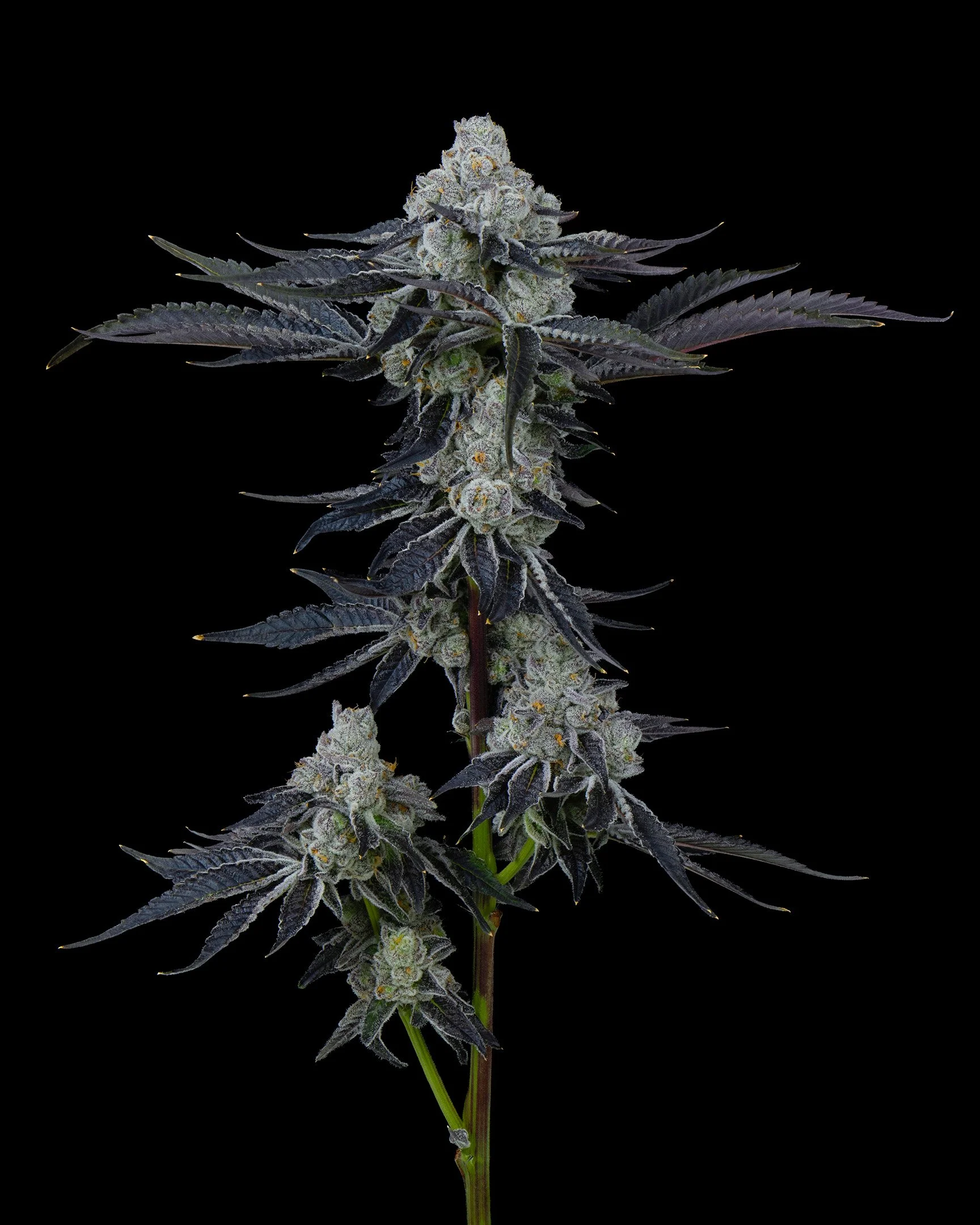 PURPATRON - EXILE CANNABIS - HARVEST - 2.jpg