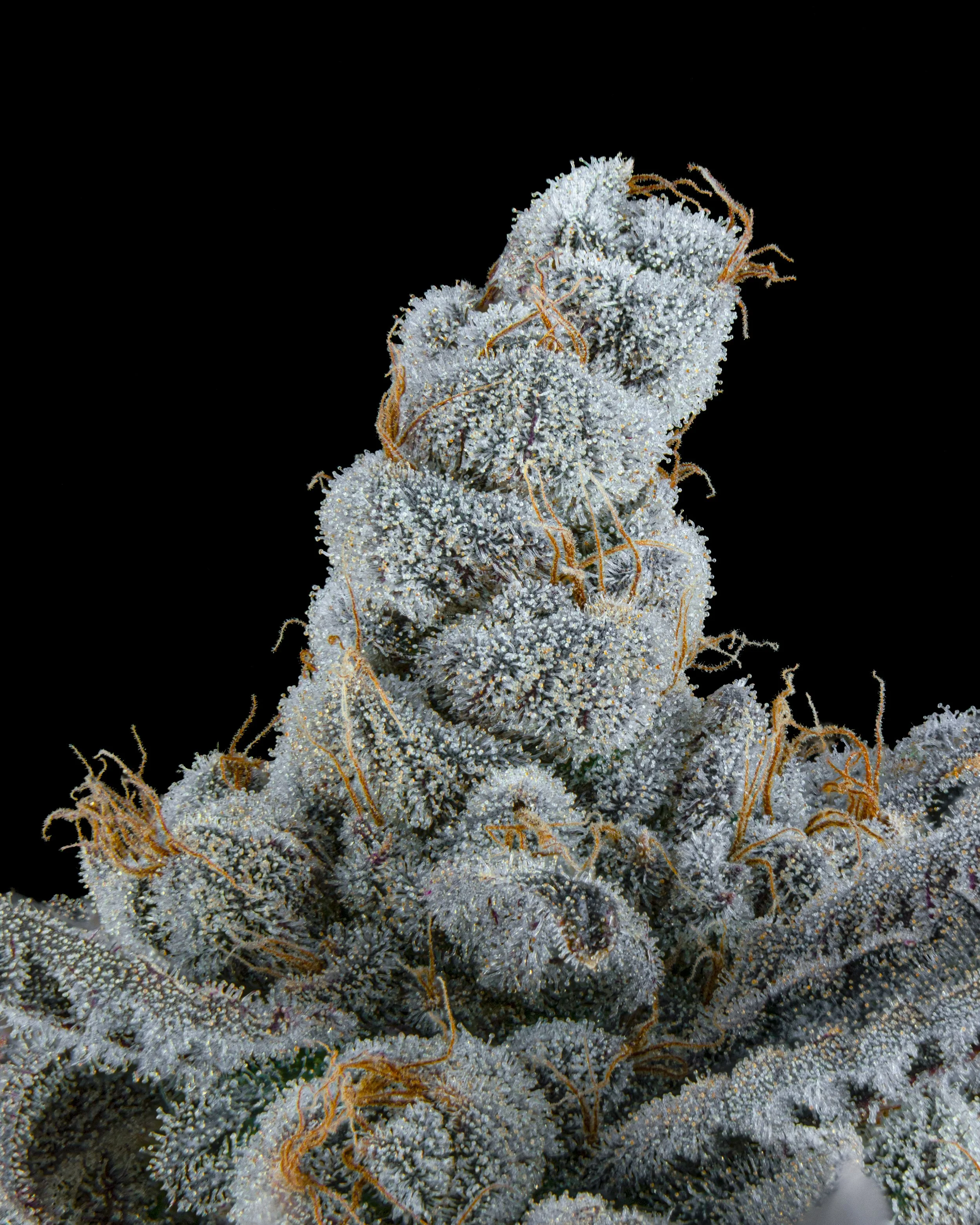 FIRE FRESH B19 HARVEST - JB-3.jpg