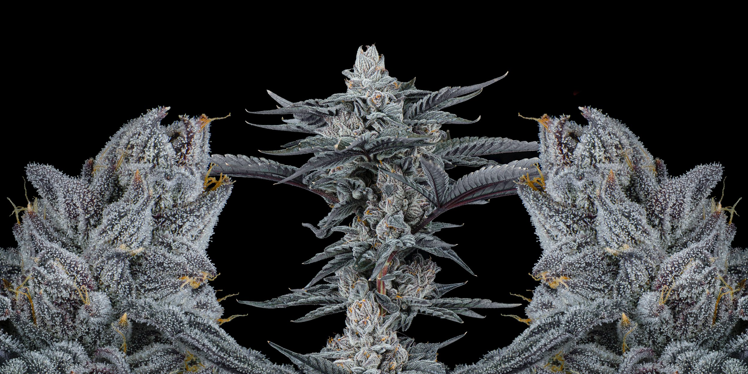 Exile Cannabis - Oklahoma