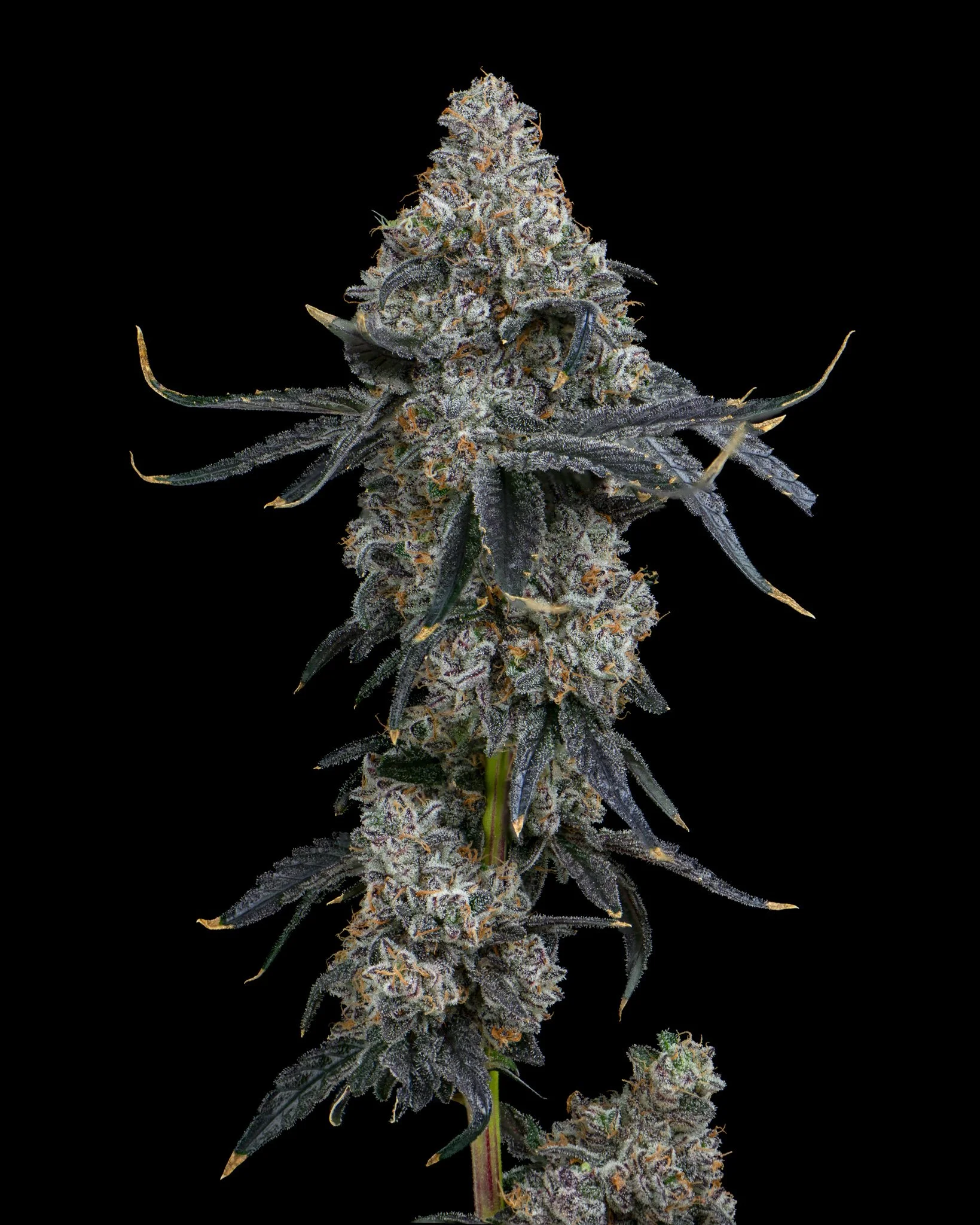 GARLIC ICING - RIVERISDE VIBES - HARVEST SHOOT 1-3.jpg