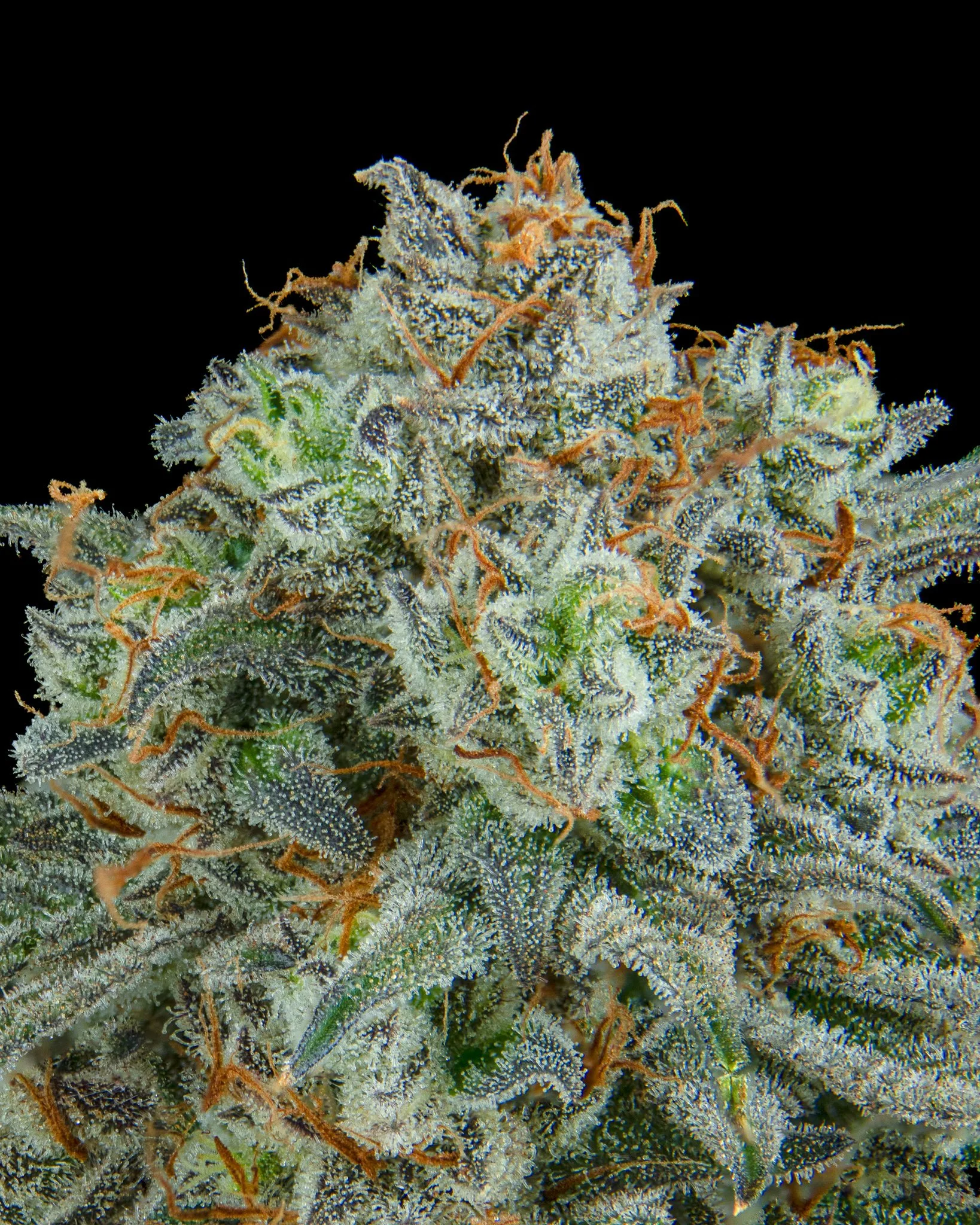 FRUITACIOUS D - RIVERISDE VIBES - HARVEST SHOOT 1-7.jpg