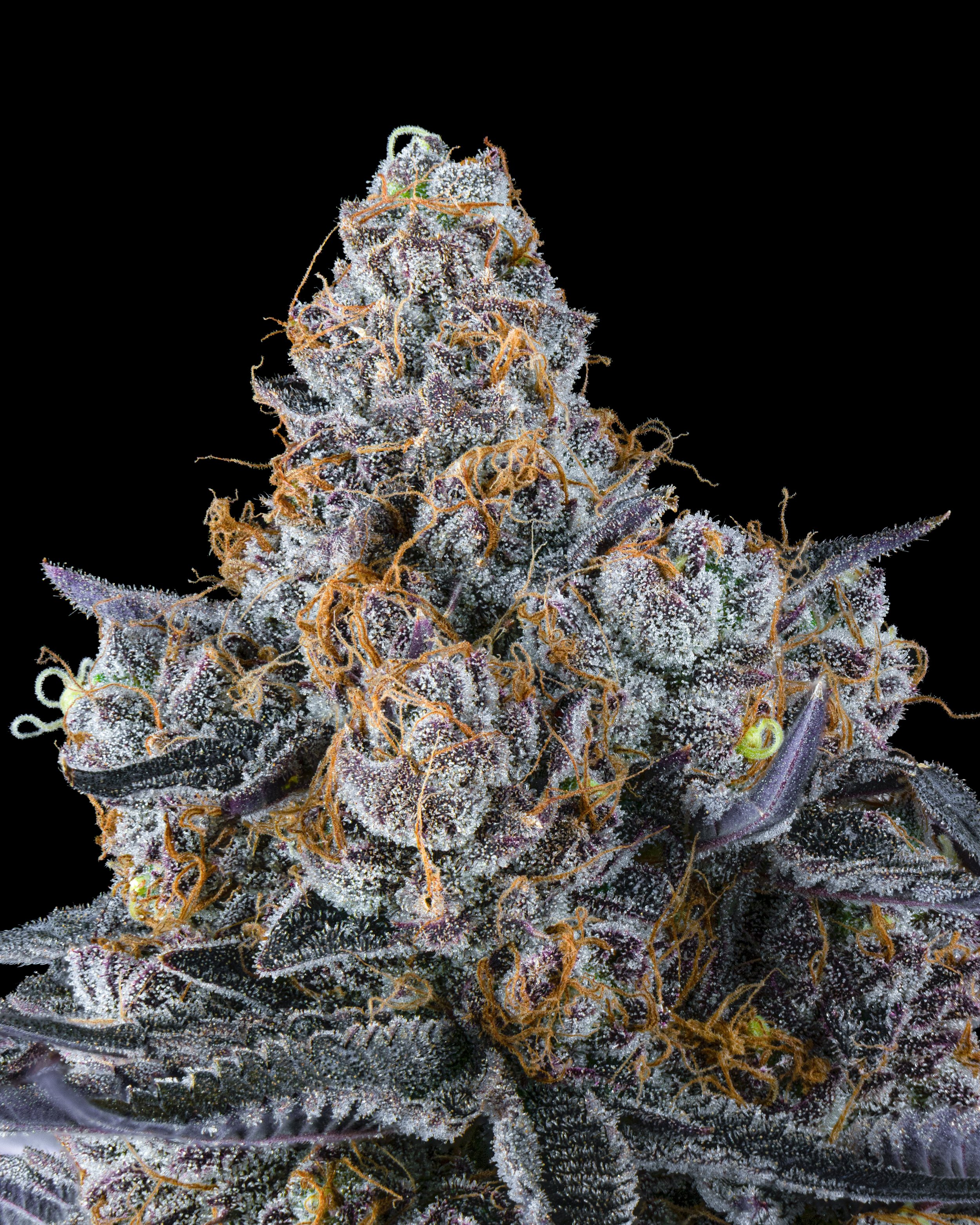 FIRE FRESH B19 HARVEST - WS - WEB-4.jpg