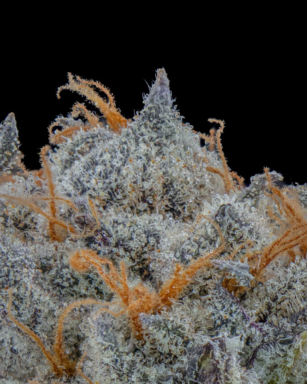 CANDIED ORANGES - FUNKS SHOOT 1  - CURED MENU-4.jpg